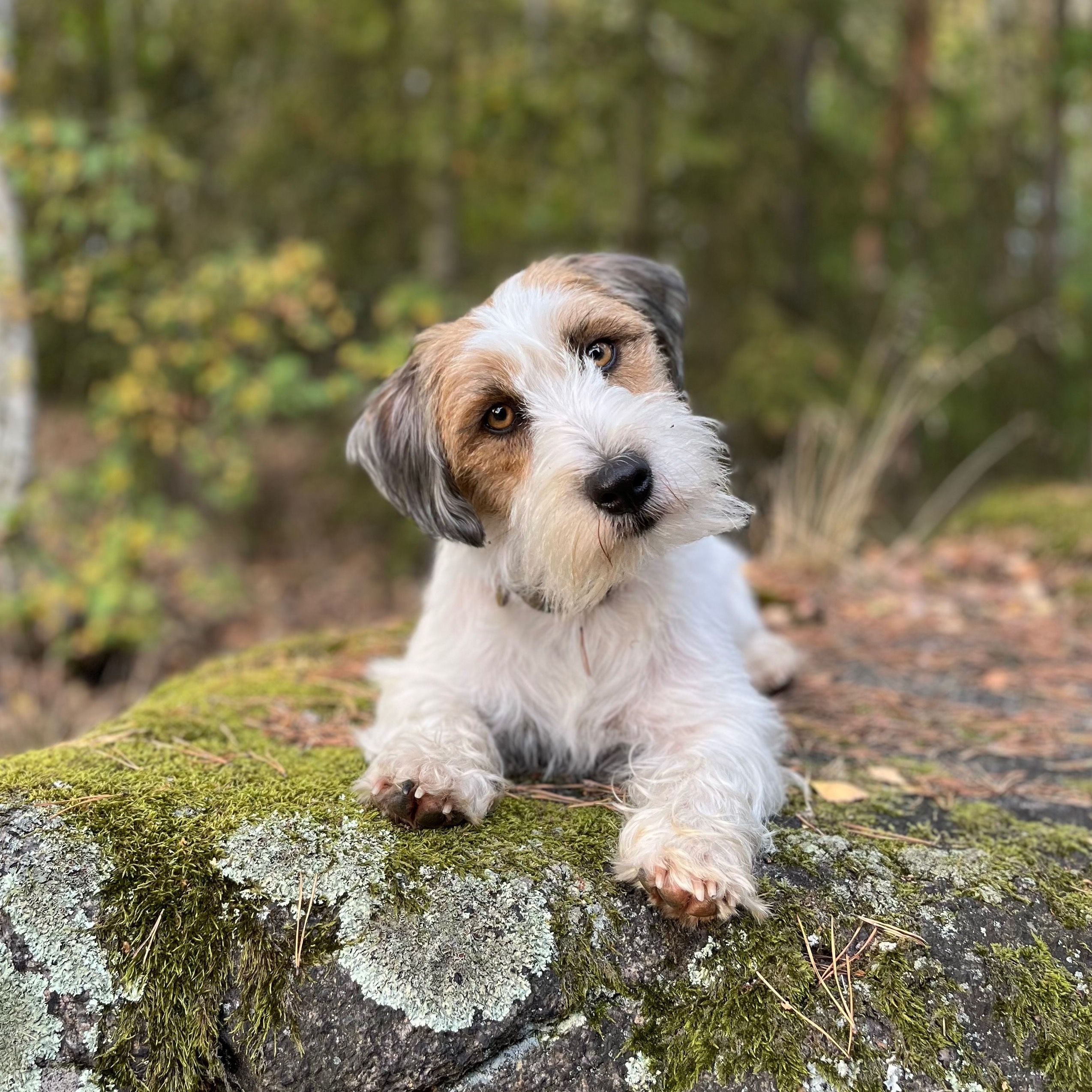 Soutěžní fotografie - Arco,  Jack Russell Teriér
