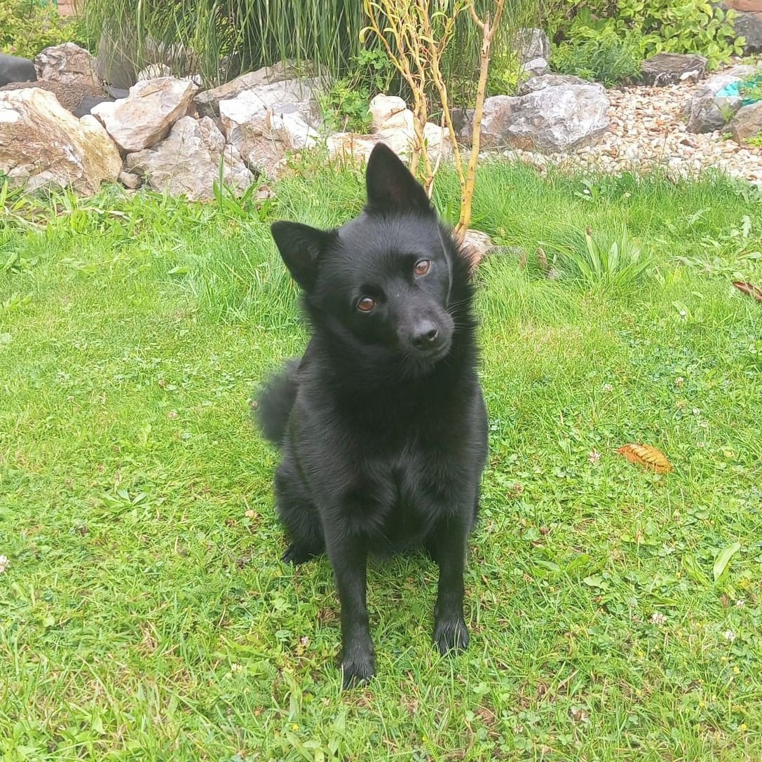 Soutěžní fotografie - Beretta,  Šiperka