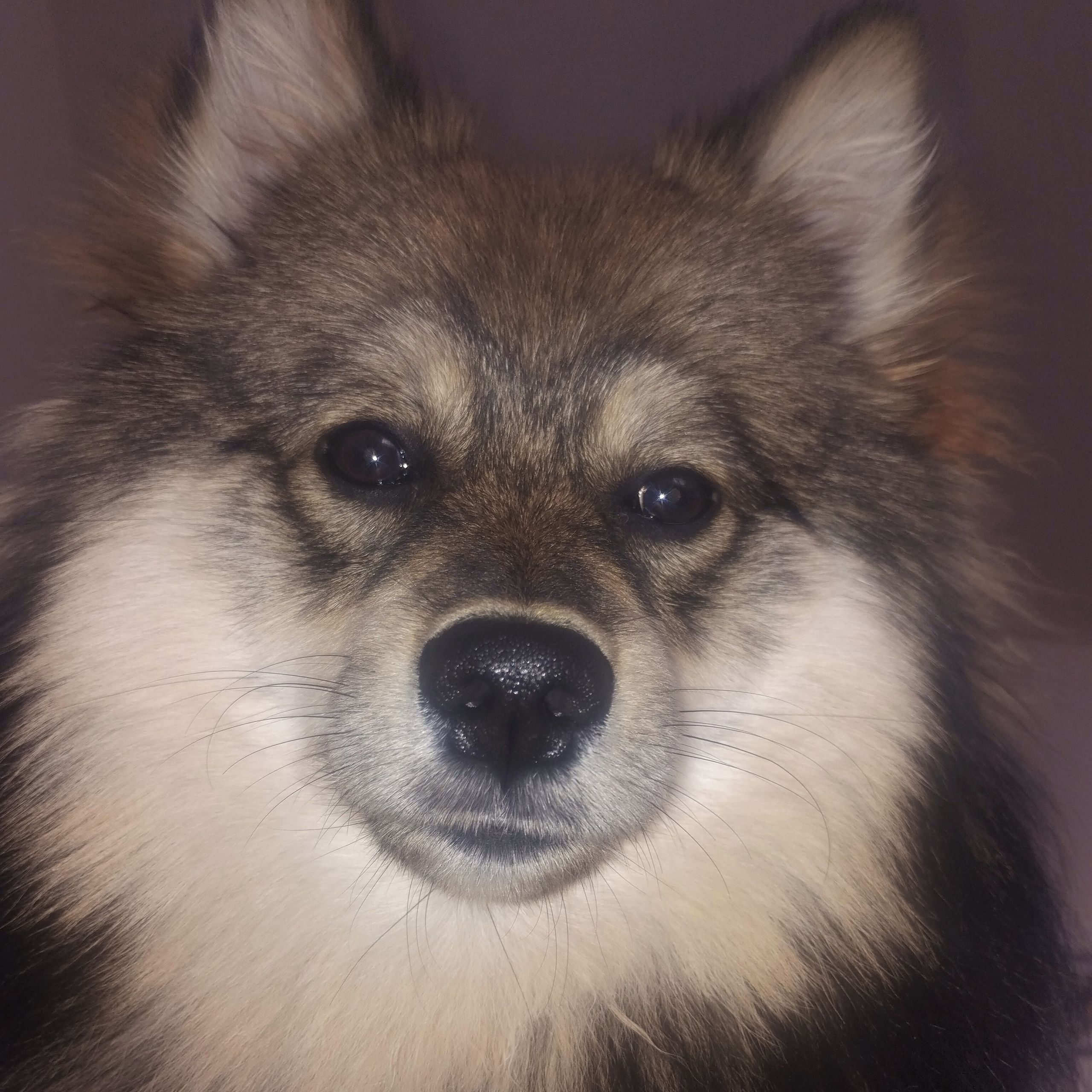 Soutěžní fotografie - Loki,  Německý špic střední