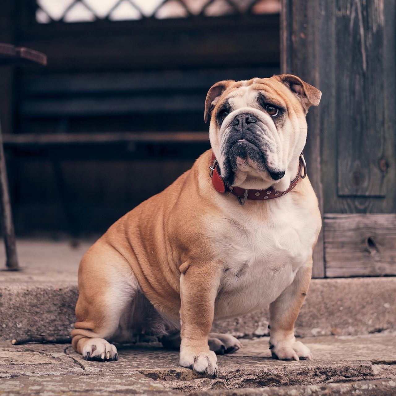 Soutěžní fotografie - Ota,  Anglický buldok