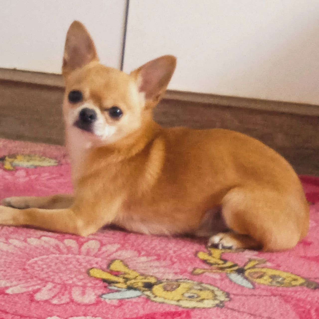 Soutěžní fotografie - Maxík,  Čivava