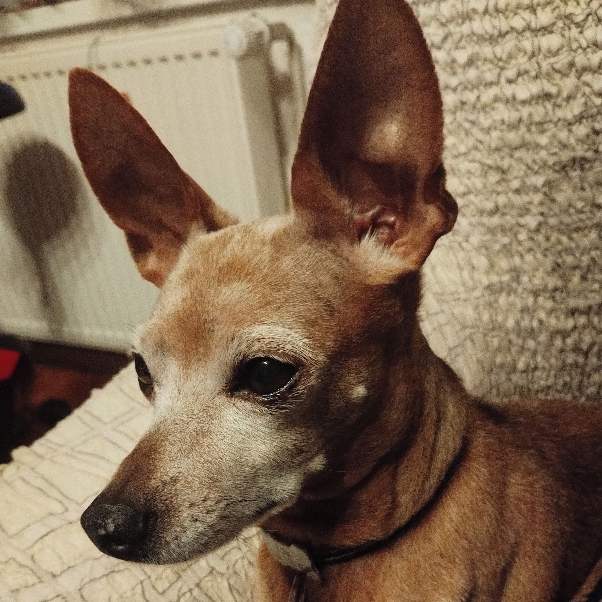 Soutěžní fotografie - Žolík,  Pražský krysařík