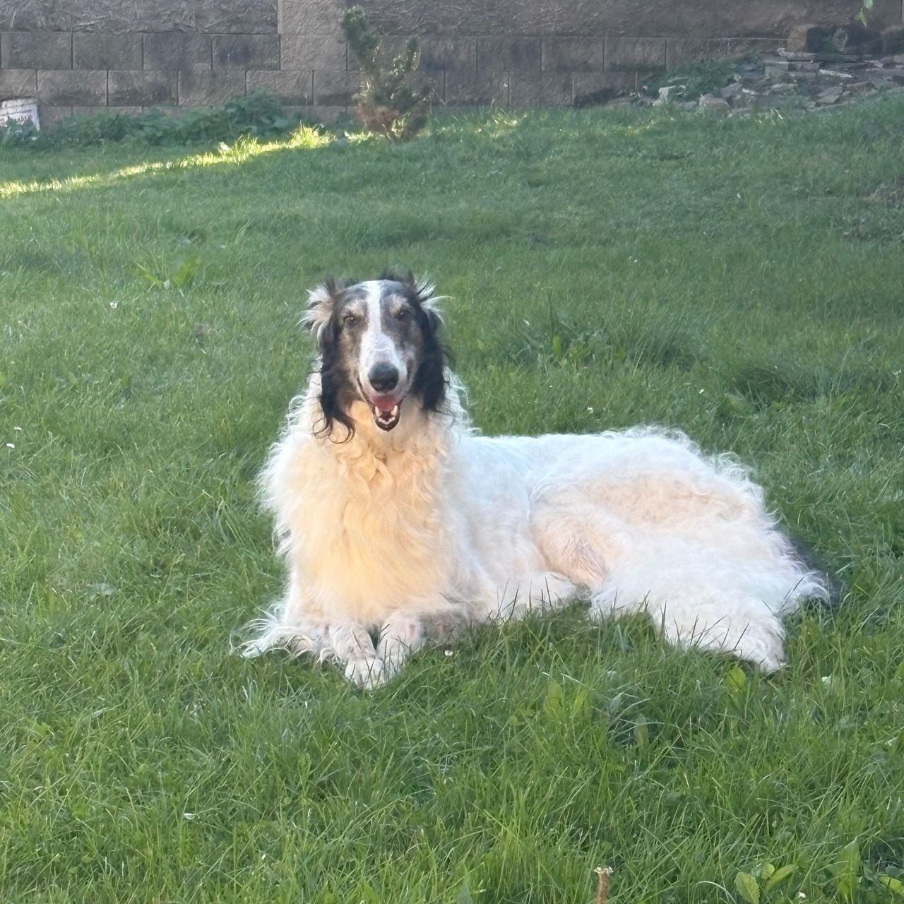 Soutěžní fotografie - Merlin,  Barzoj - ruský chrt