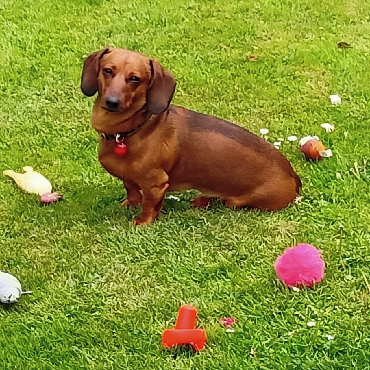 Soutěžní fotografie - Max,  Jezevčík