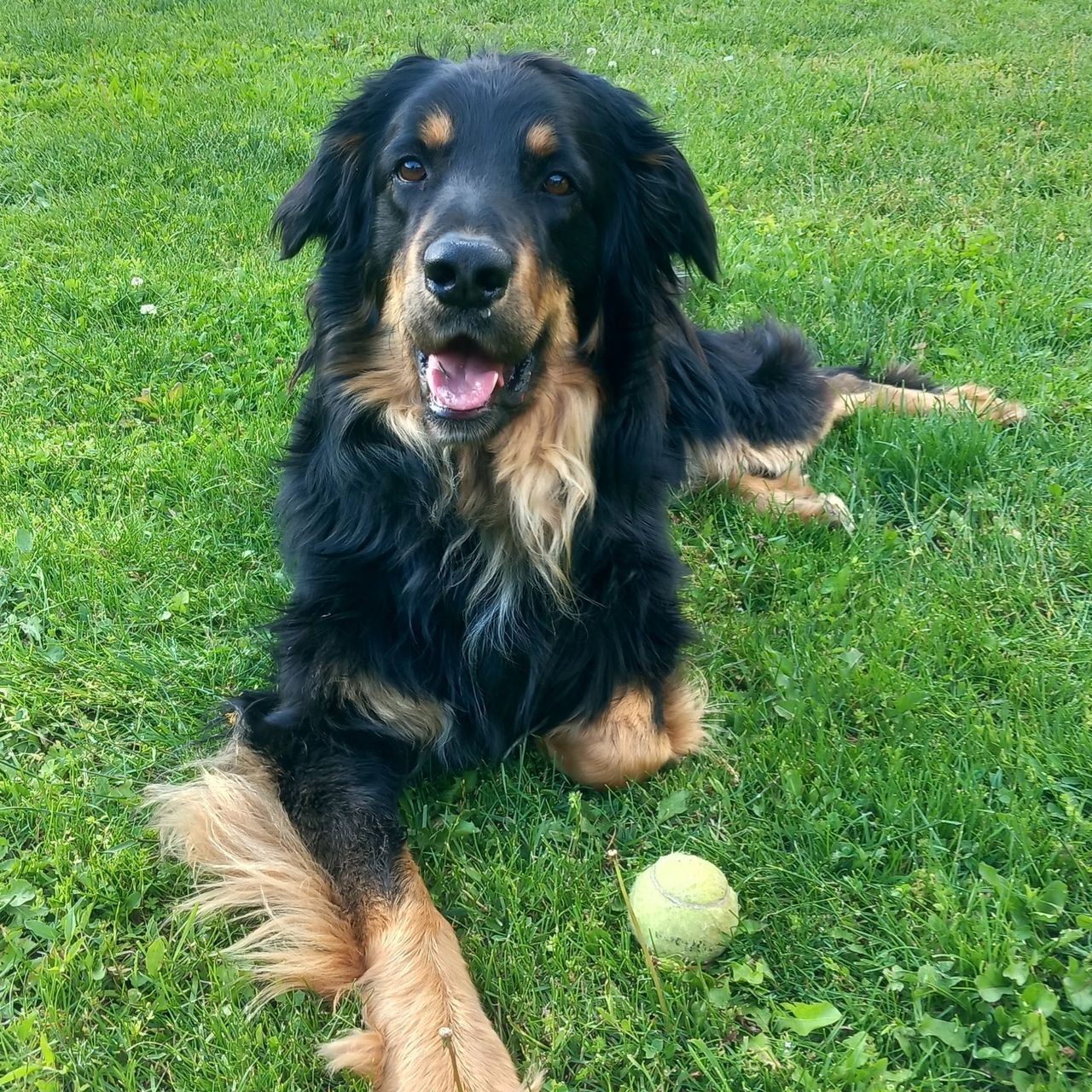 Soutěžní fotografie - Dag,  Hovawart