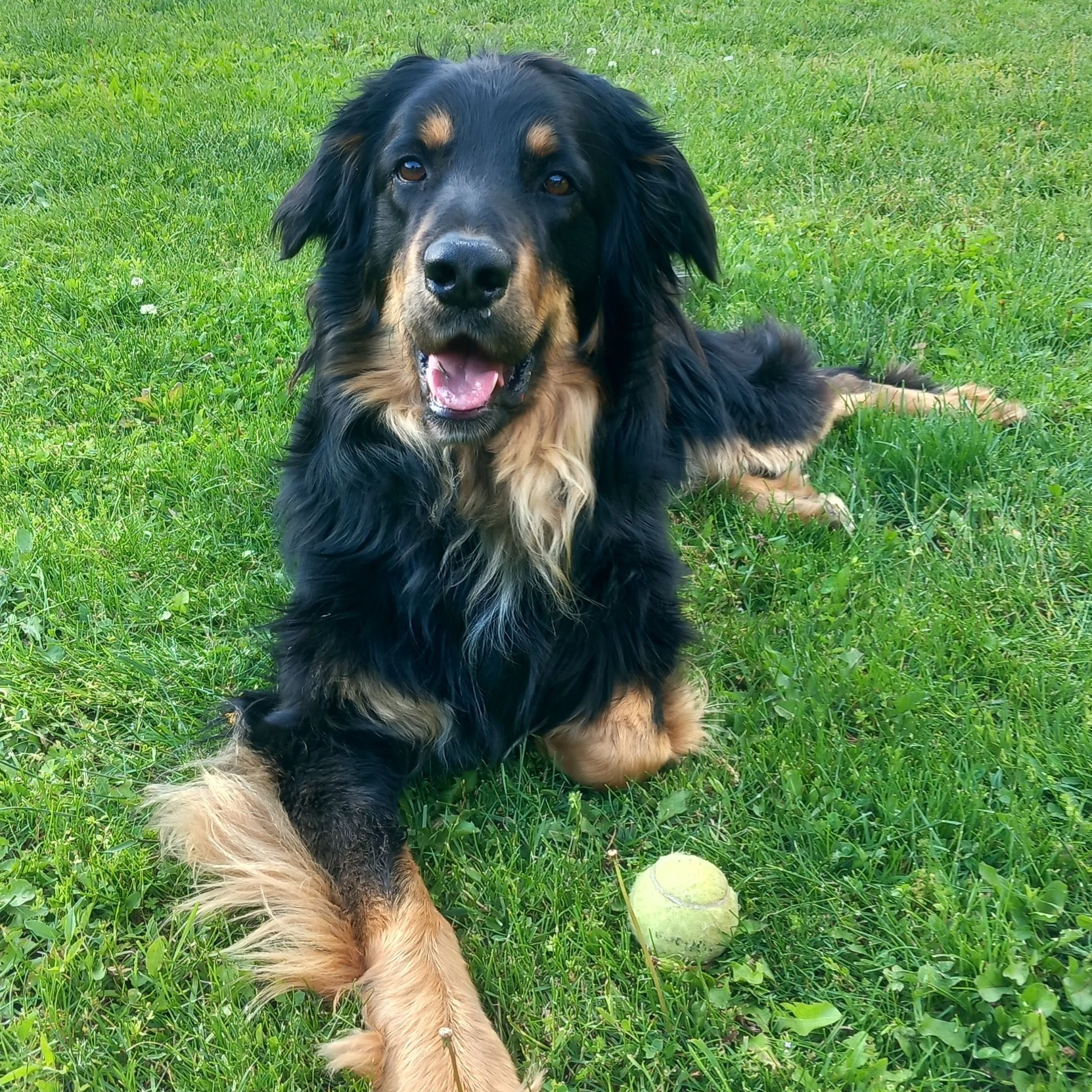 Soutěžní fotografie - Dag,  Hovawart