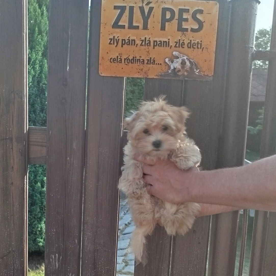 Soutěžní fotografie - Fík,  Havanský psík