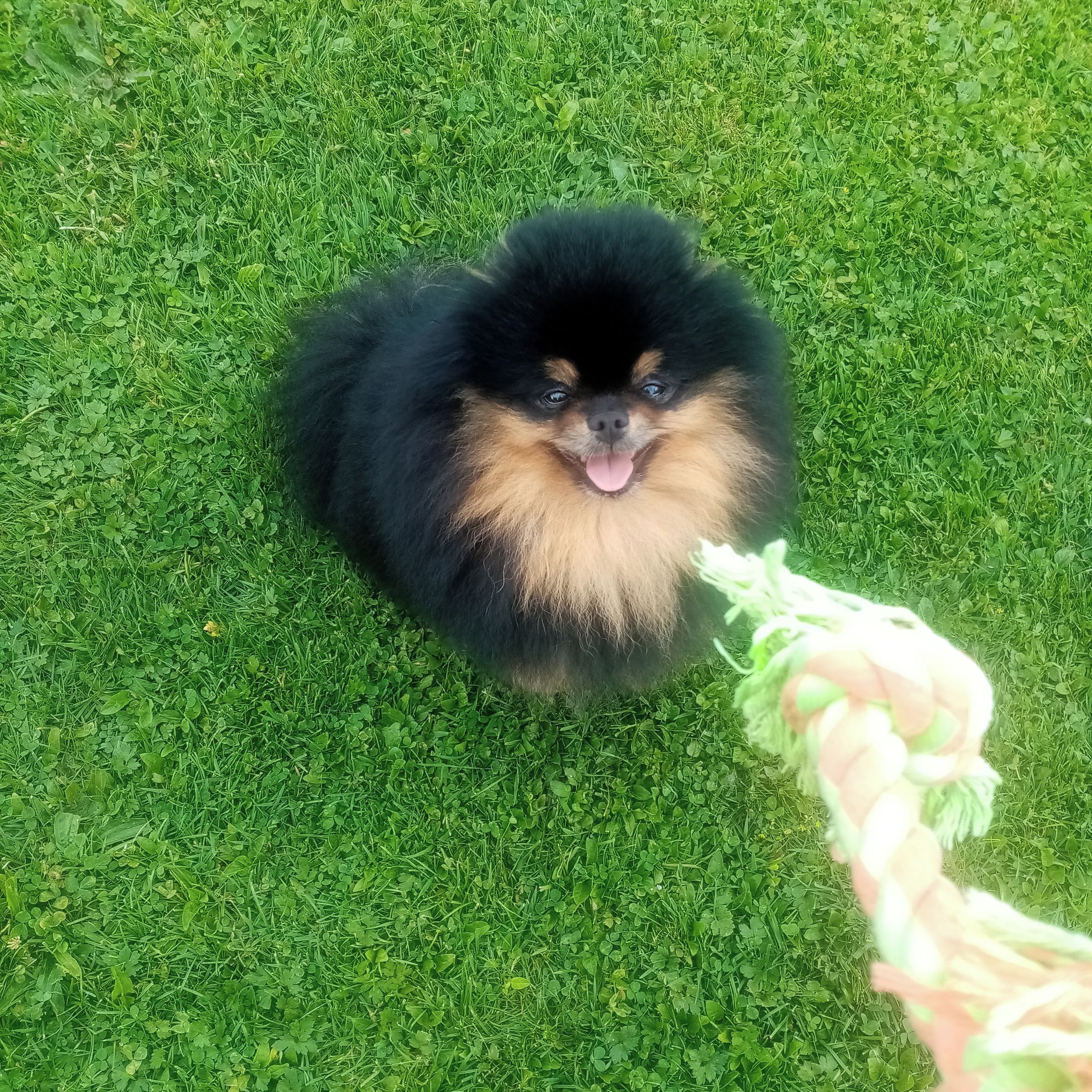 Soutěžní fotografie - Ellísek,  Německý špic malý