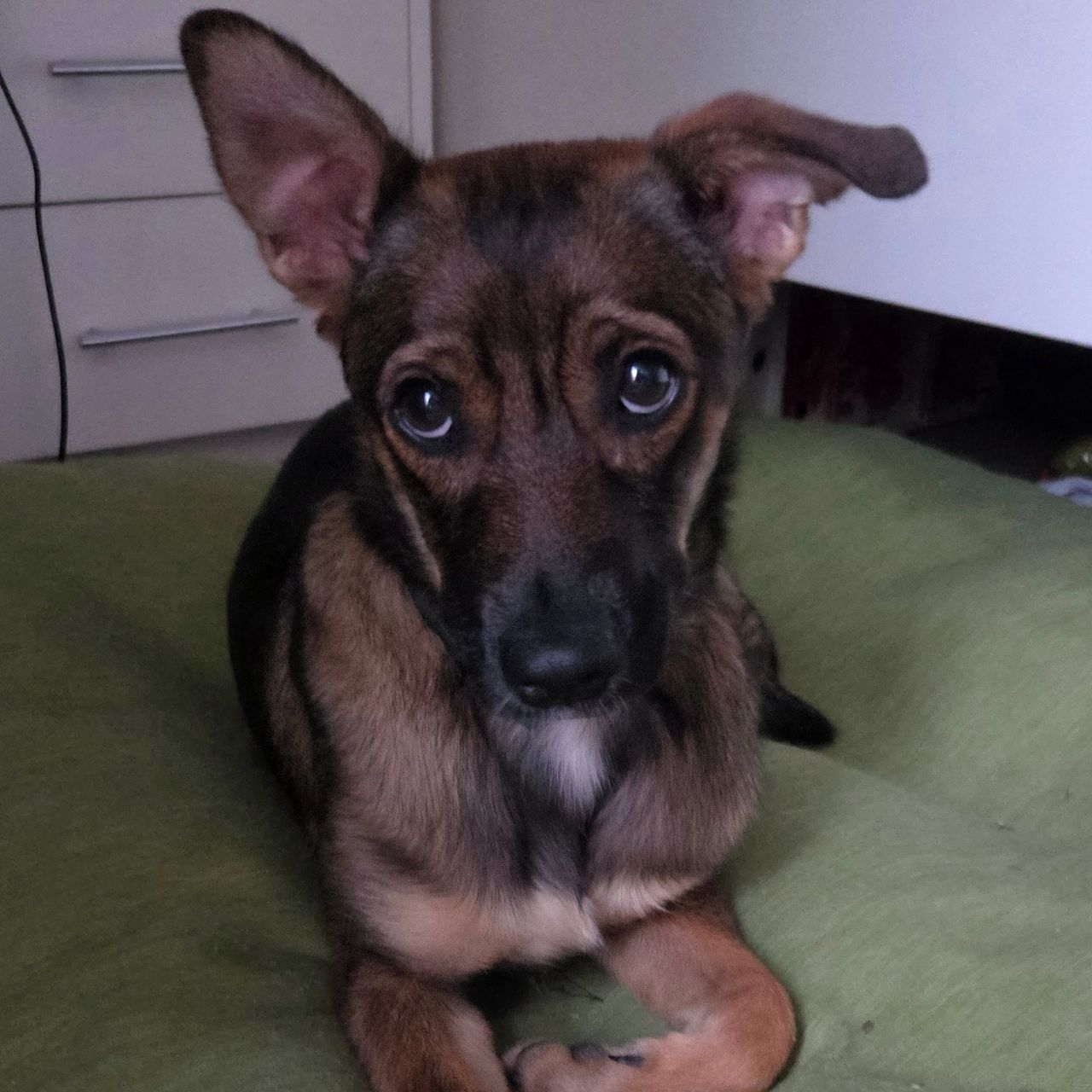 Soutěžní fotografie - Meloun,  Belgický ovčák