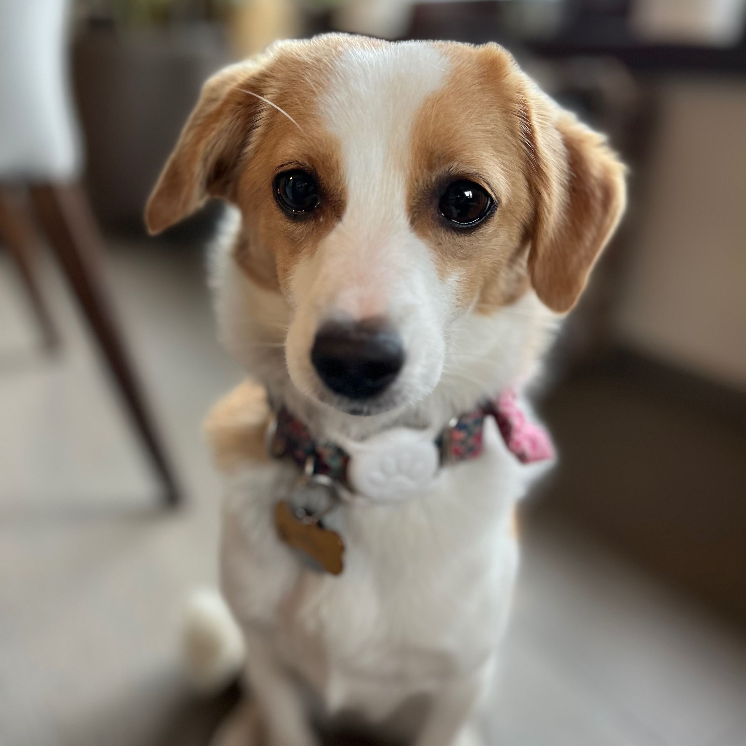 Soutěžní fotografie - Emmi,  Ostatní