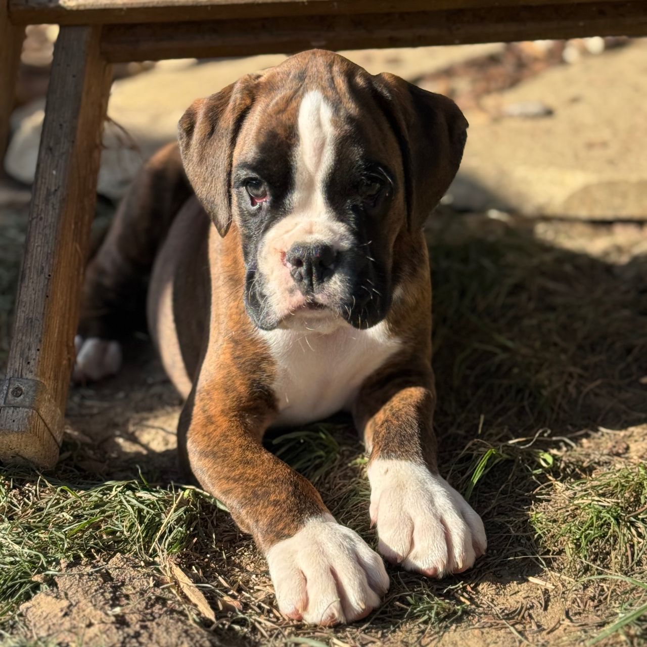 Soutěžní fotografie - Merlin,  Německý boxer