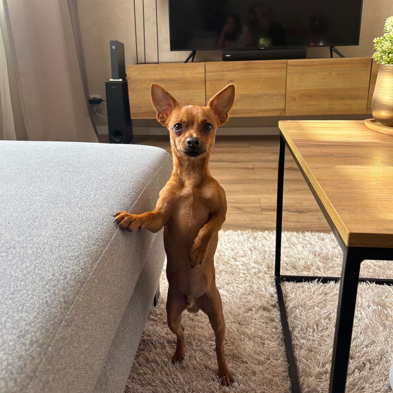 Soutěžní fotografie - Spike,  Pražský krysařík