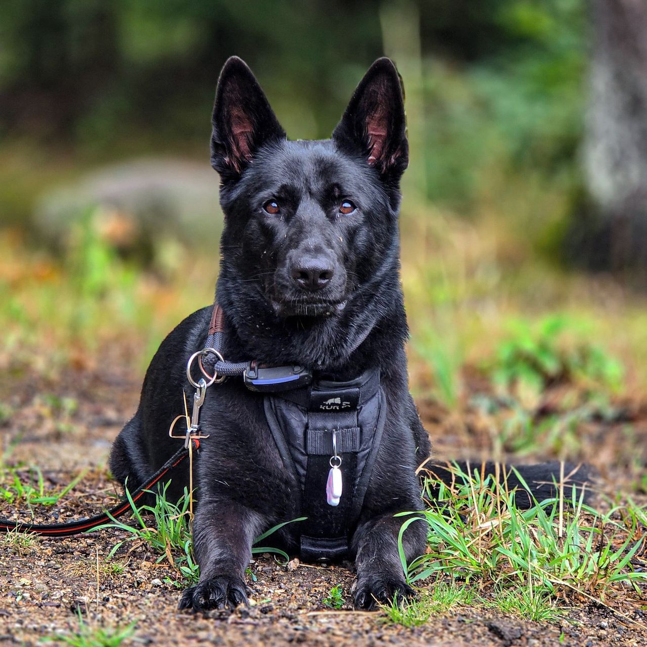 Soutěžní fotografie - Angie,  Německý ovčák