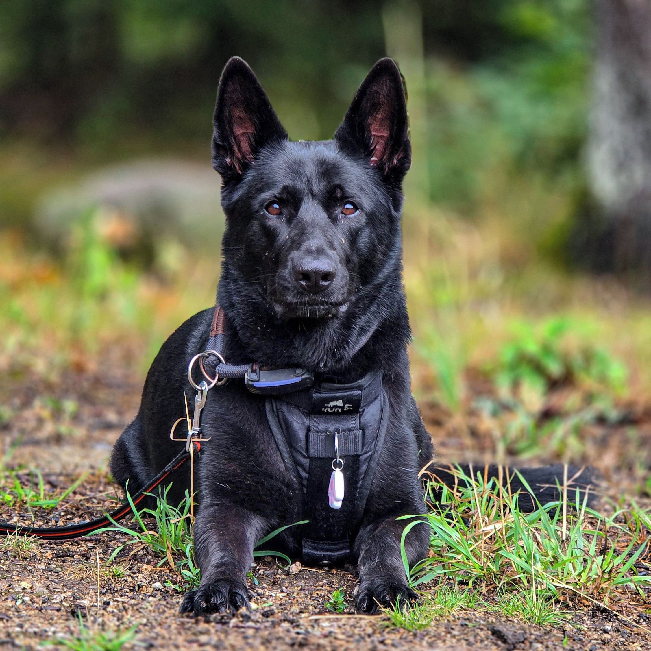 Soutěžní fotografie - Angie,  Německý ovčák