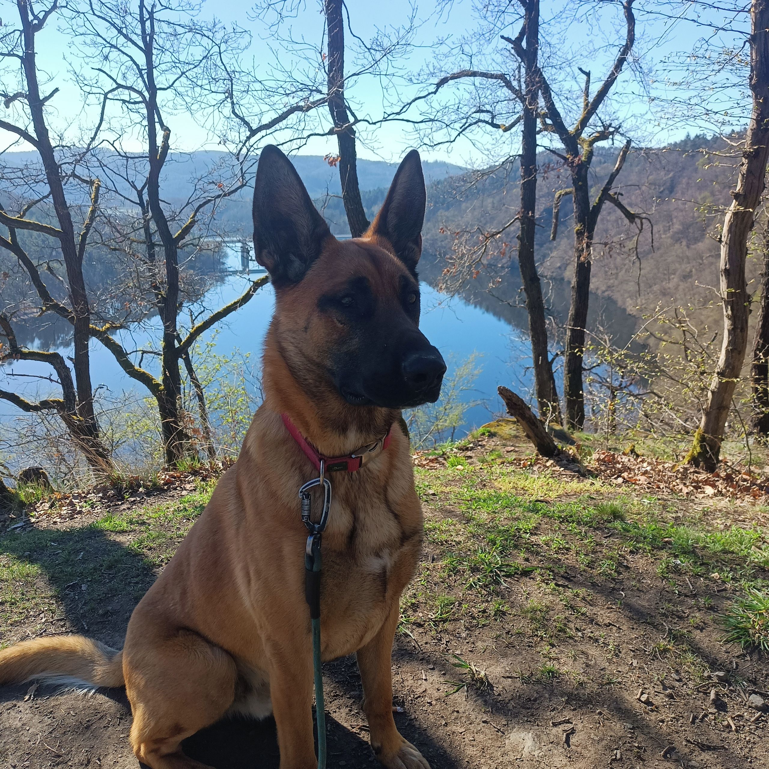 Soutěžní fotografie - Bady,  Belgický ovčák