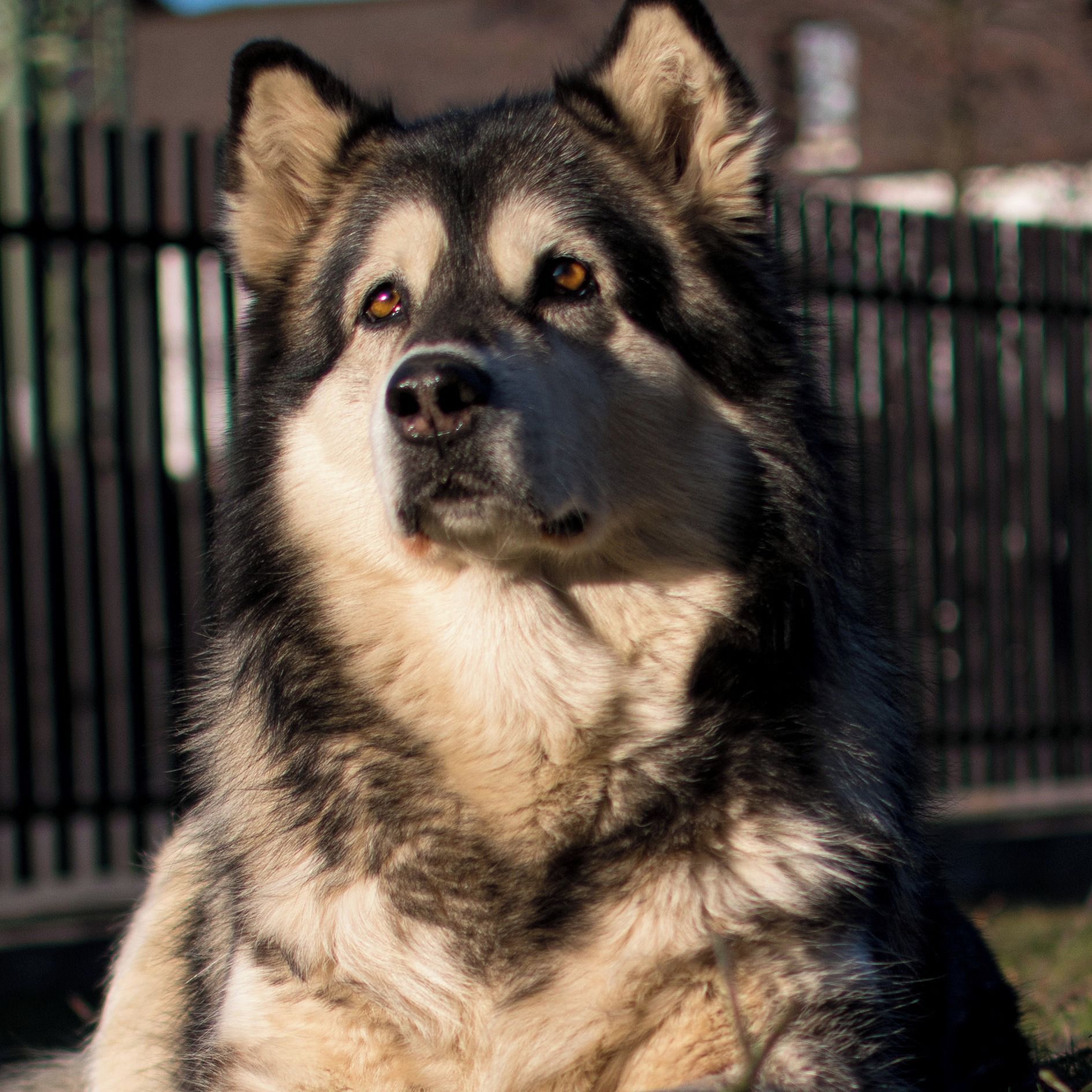 Soutěžní fotografie - Kira,  Aljašský malamut