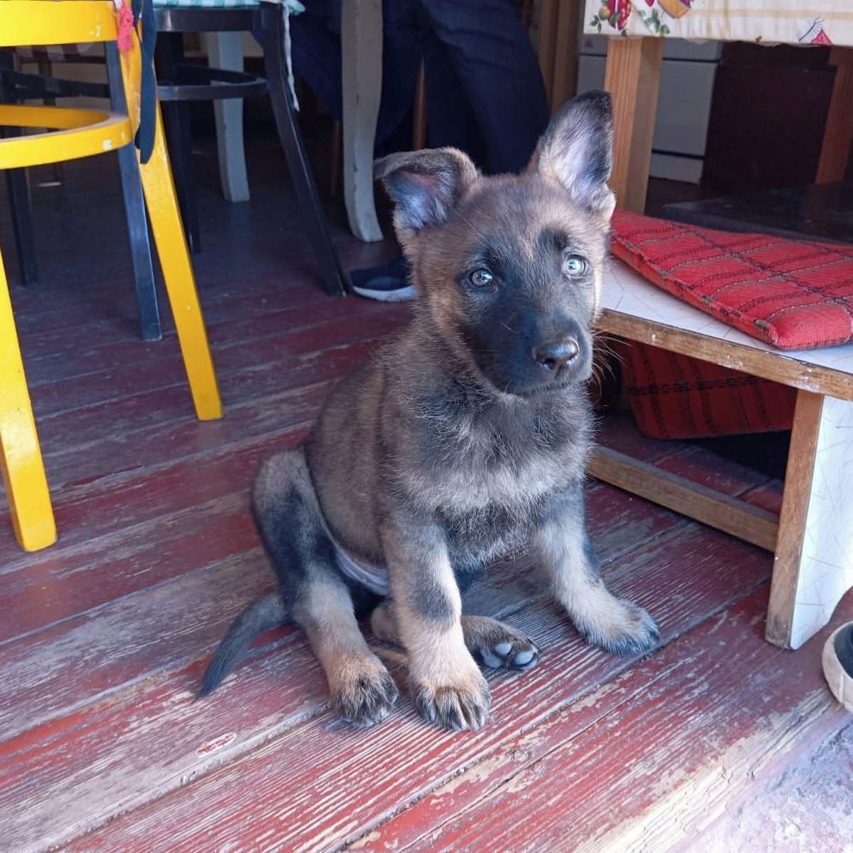 Soutěžní fotografie - Max,  Německý ovčák