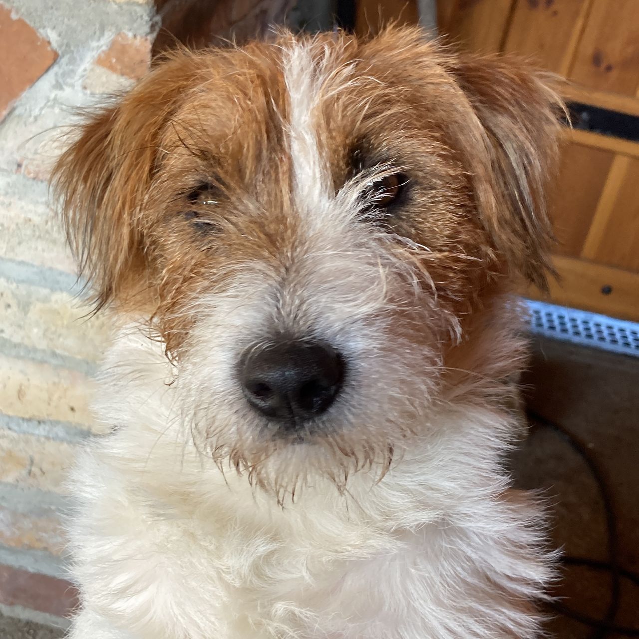 Soutěžní fotografie - Bertík,  Jack Russell Teriér