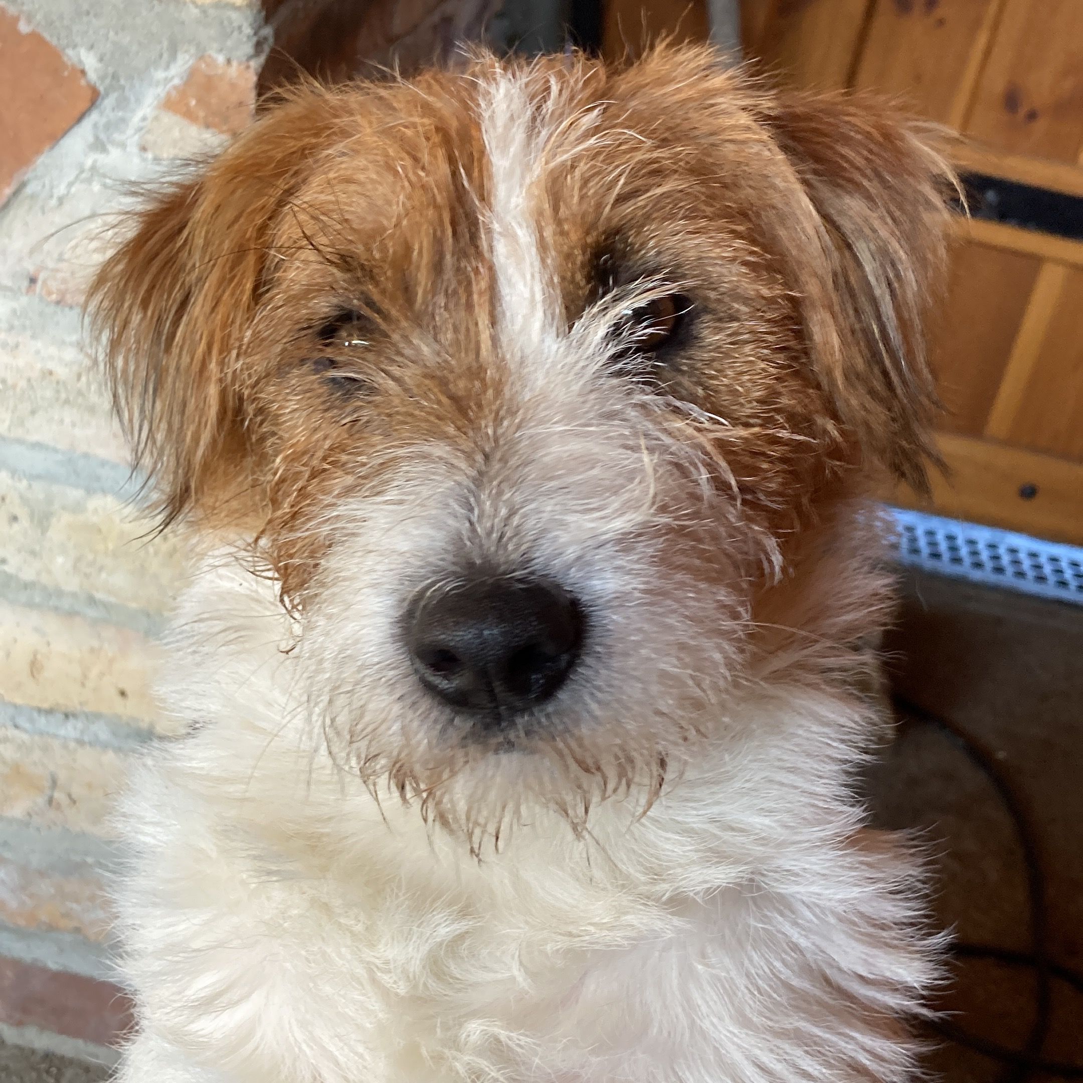 Soutěžní fotografie - Bertík,  Jack Russell Teriér