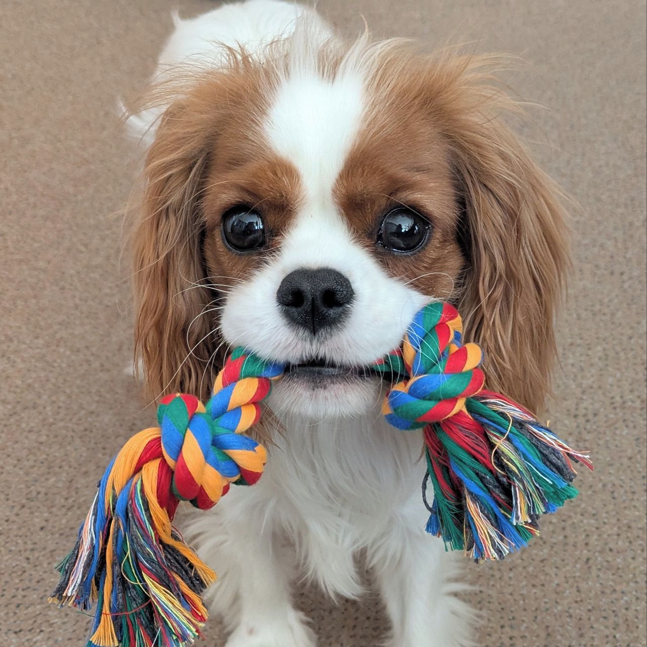 Soutěžní fotografie - Lotty,  Kavalír King Charles španěl