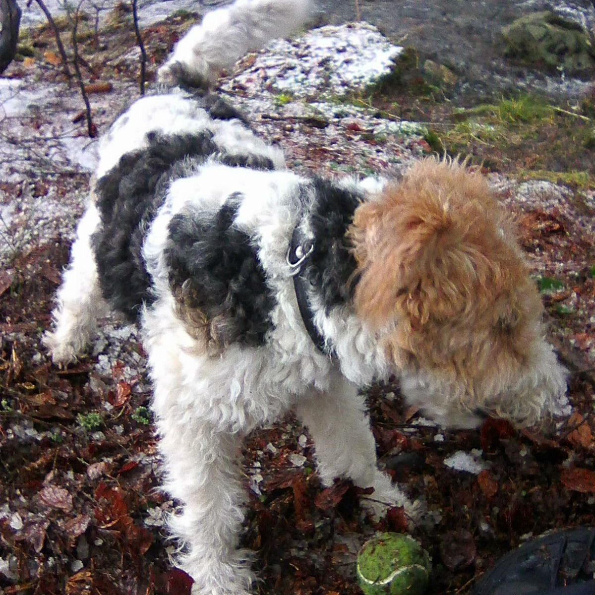 Soutěžní fotografie - Erinka,  Foxterier drsnosrstý