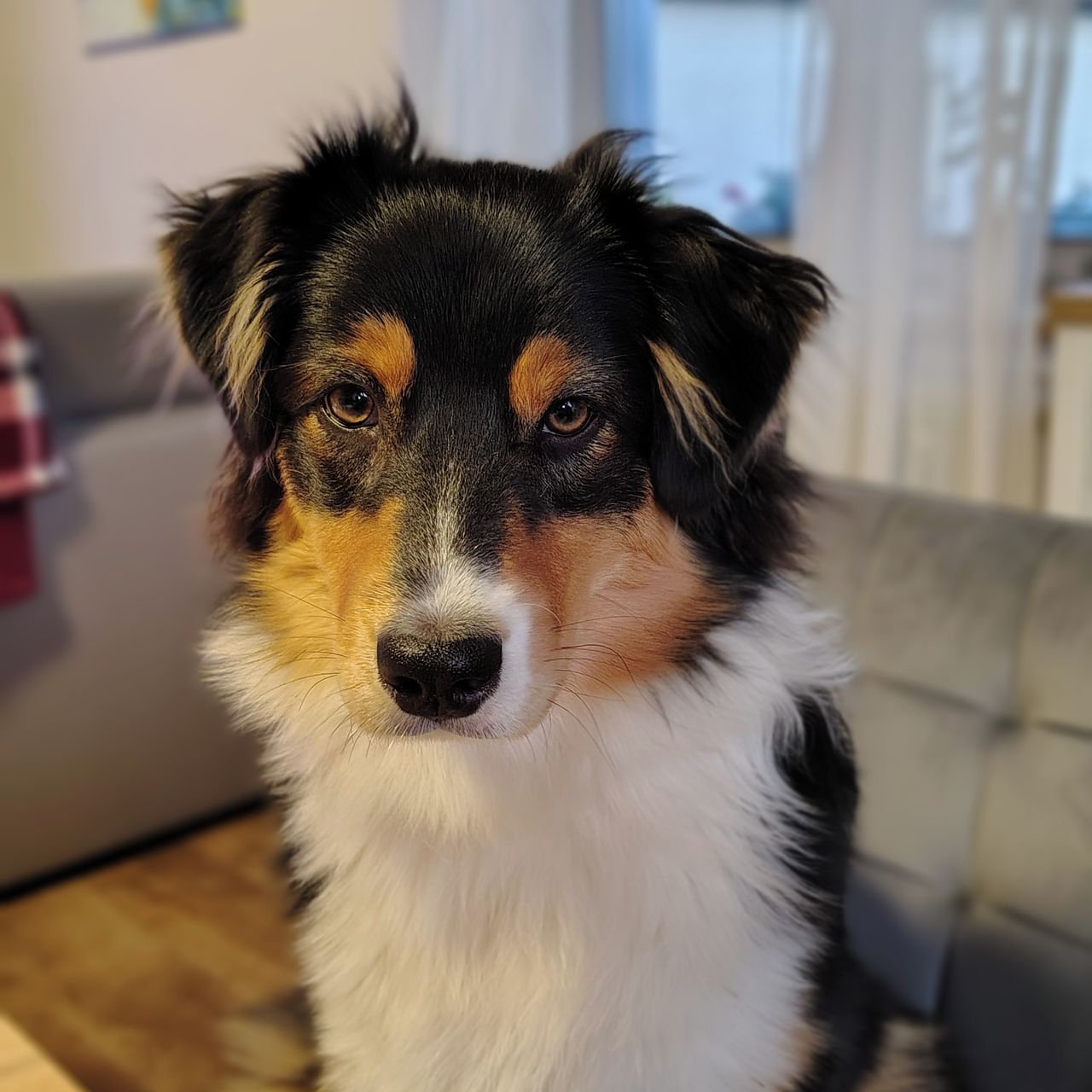 Soutěžní fotografie - Molly,  Australský ovčák