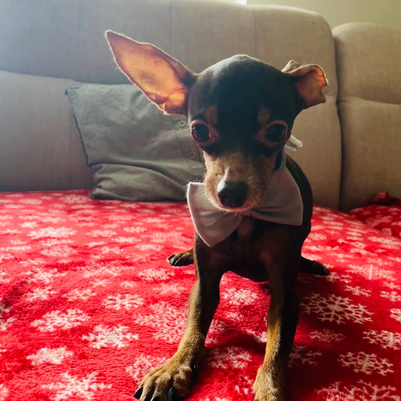 Soutěžní fotografie - Eda,  Německý pinč