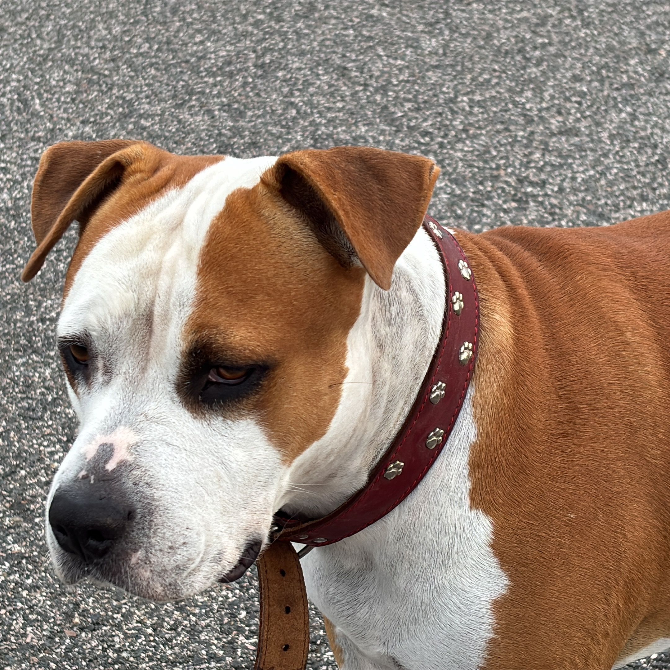 Soutěžní fotografie - Bella,  Americký stafordširský terier