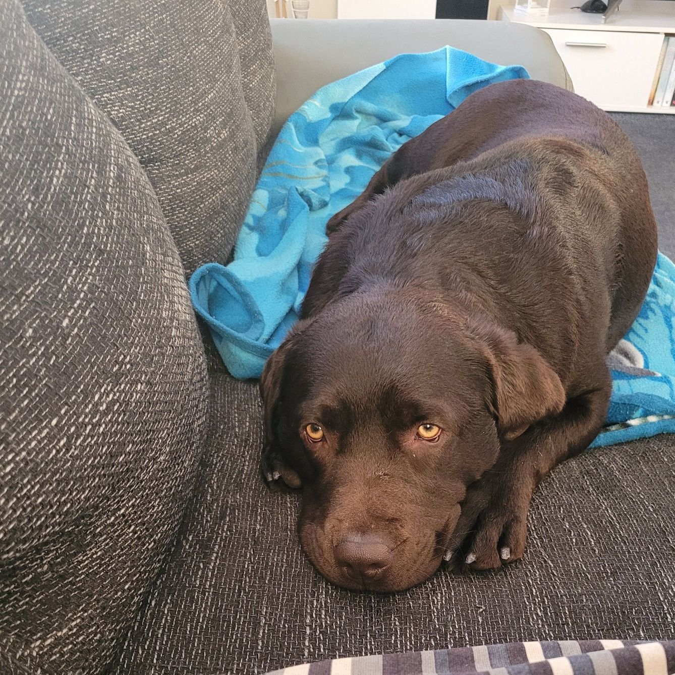 Soutěžní fotografie - Bessinka,  Labradorský retriever