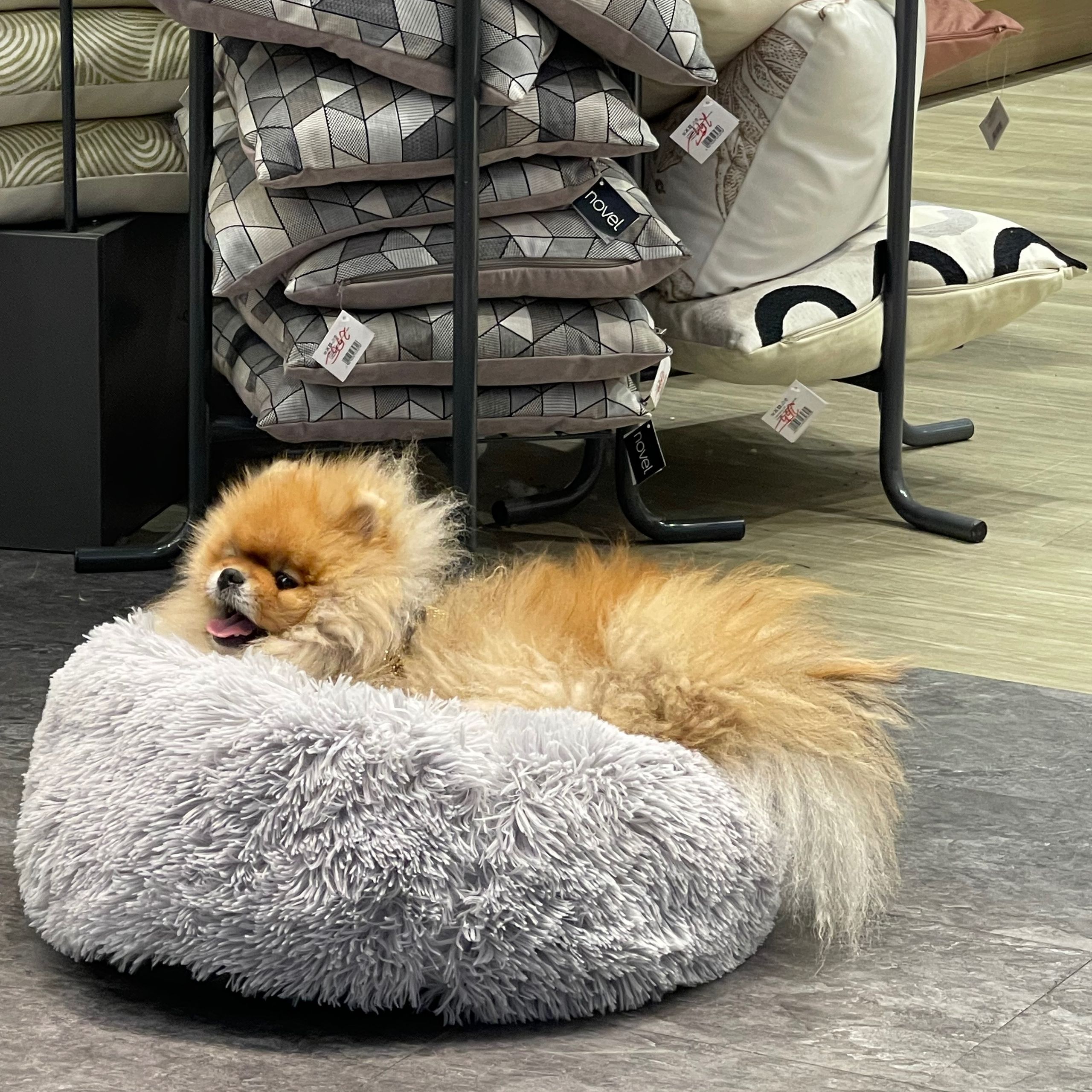 Soutěžní fotografie - Jacky,  Ostatní