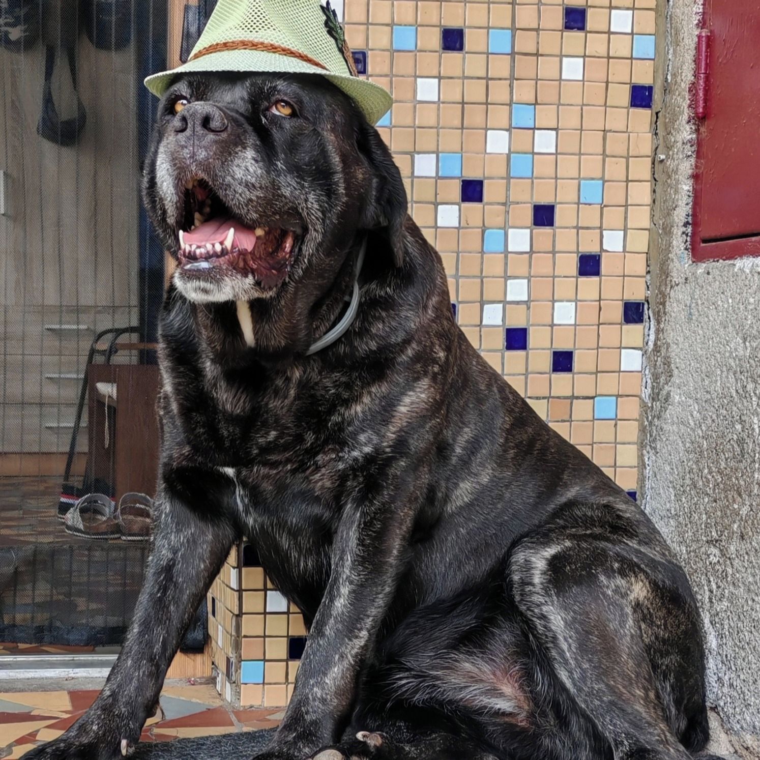 Soutěžní fotografie - Agátka,  Italský corso pes