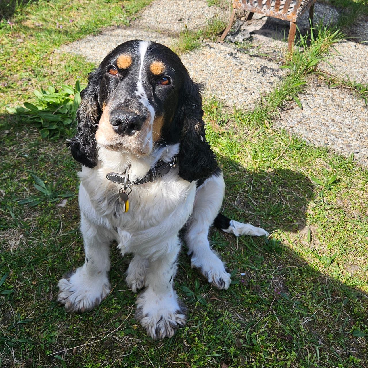 Soutěžní fotografie - Theodor,  Anglický kokršpaněl