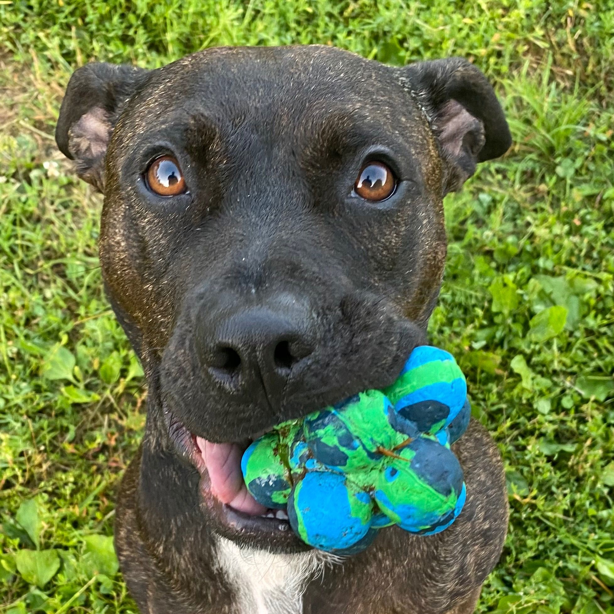 Soutěžní fotografie - Amy,  Americký stafordširský terier