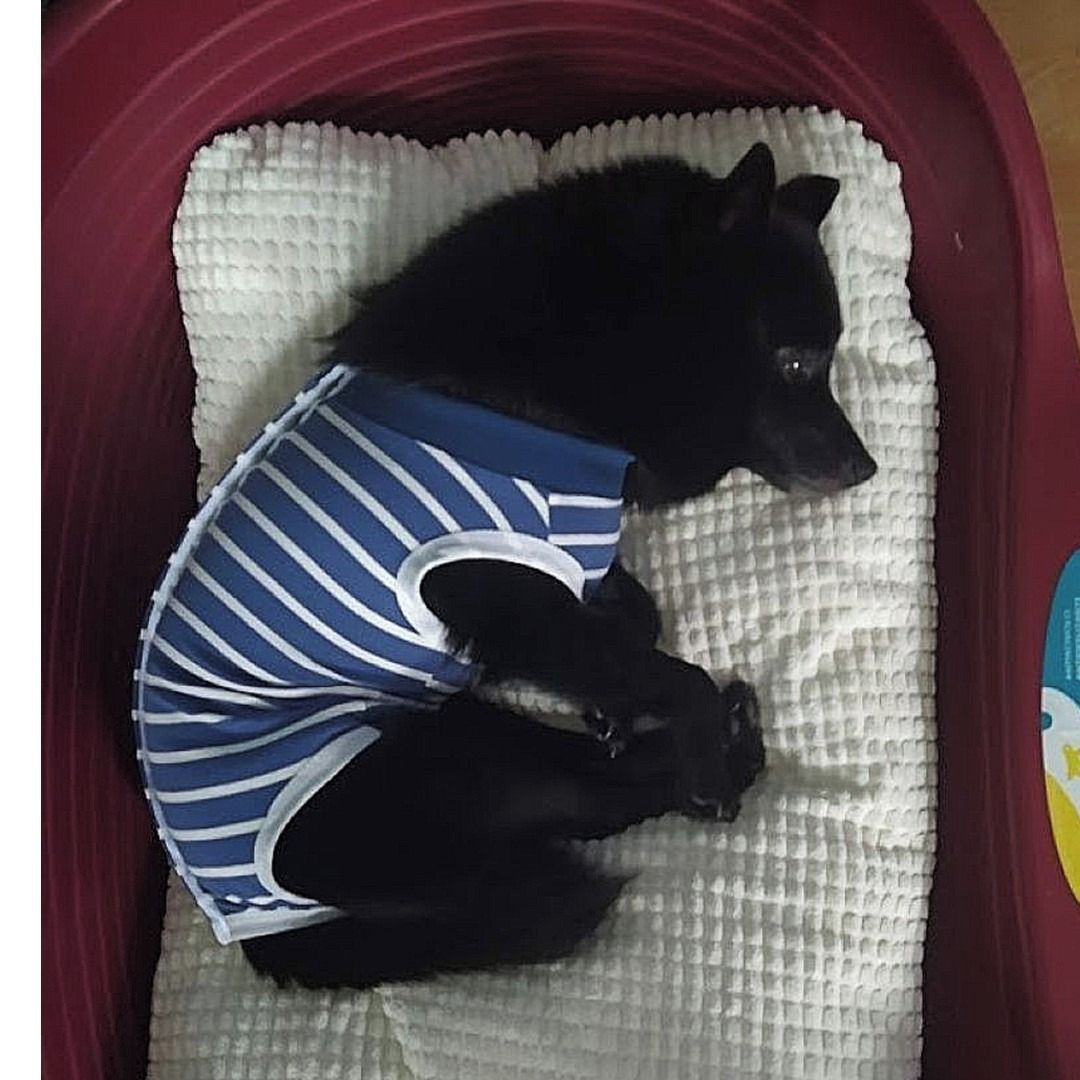 Soutěžní fotografie - Šely,  Šiperka