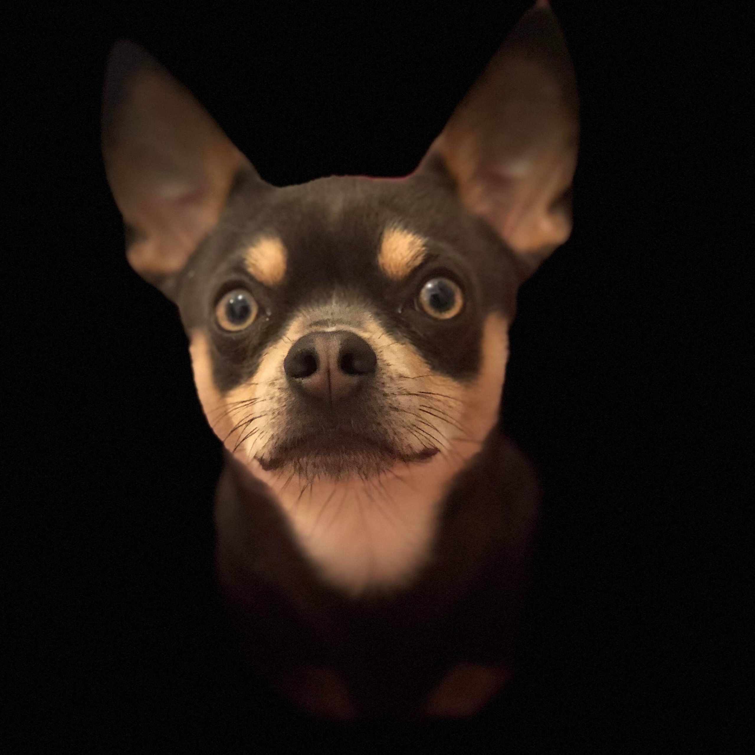 Soutěžní fotografie - Maxmilián,  Čivava