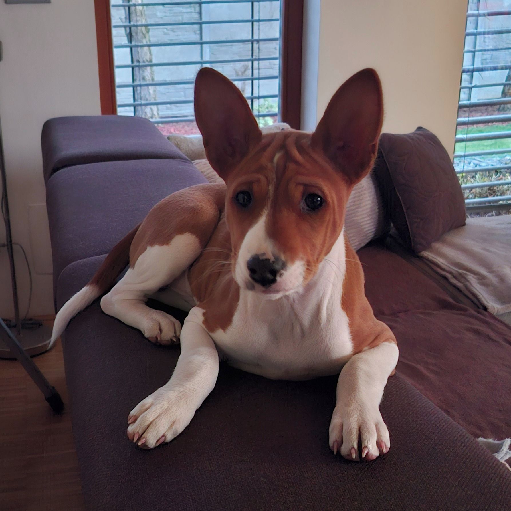 Soutěžní fotografie - Ajibu,  Basenji