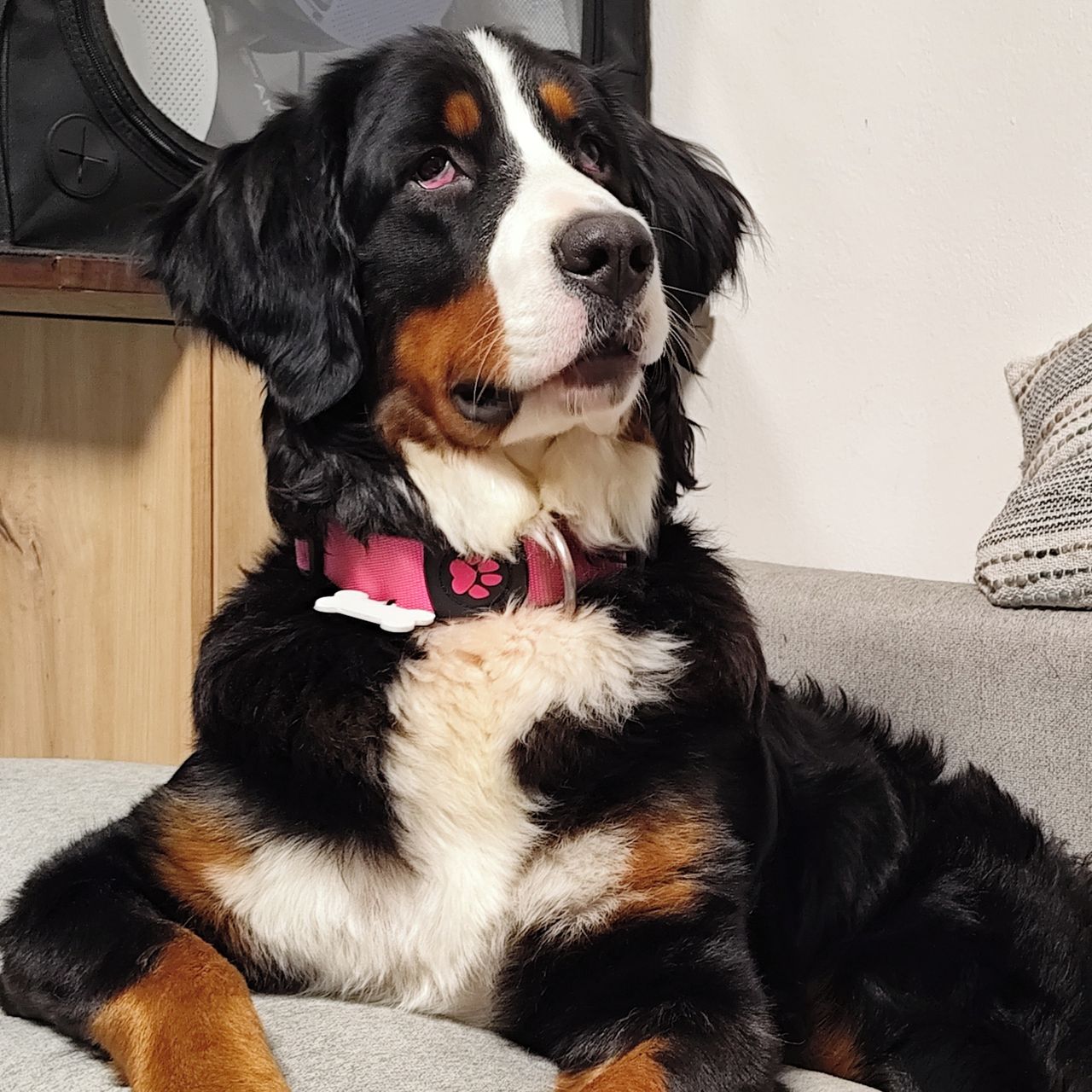 Soutěžní fotografie - Rebeka,  Bernský salašnický pes