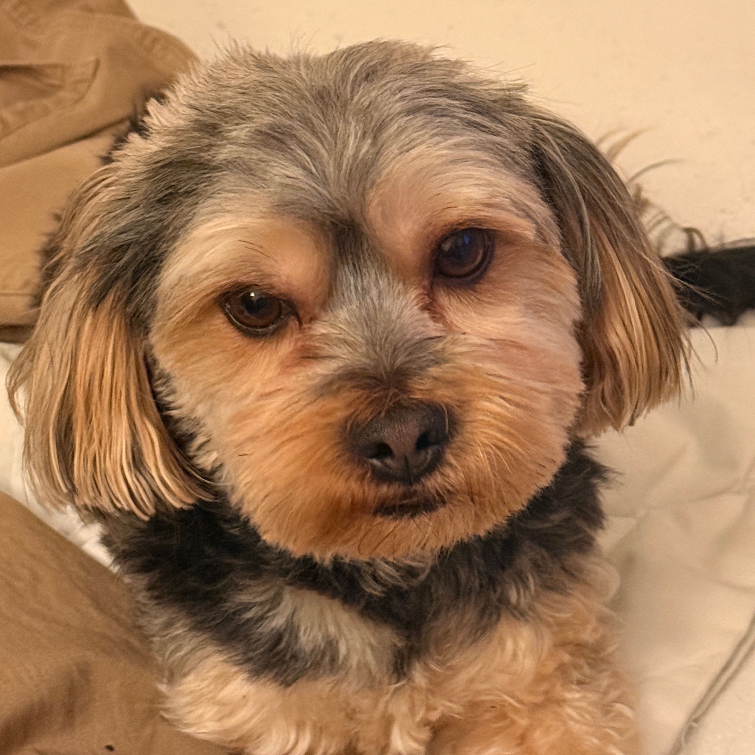 Soutěžní fotografie - Kulíšek,  Yorkšírský terier