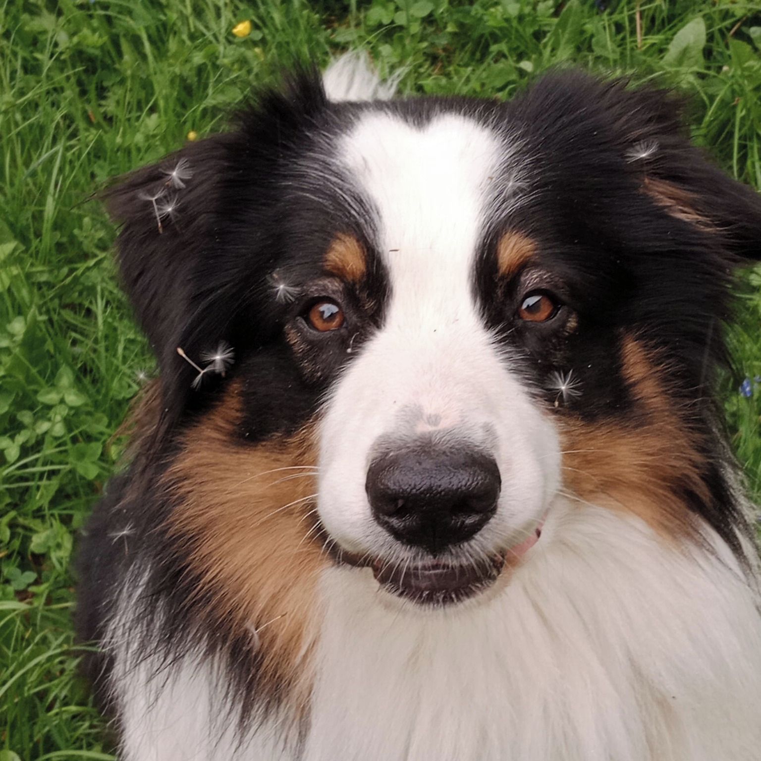 Soutěžní fotografie - Mighty,  Australský ovčák