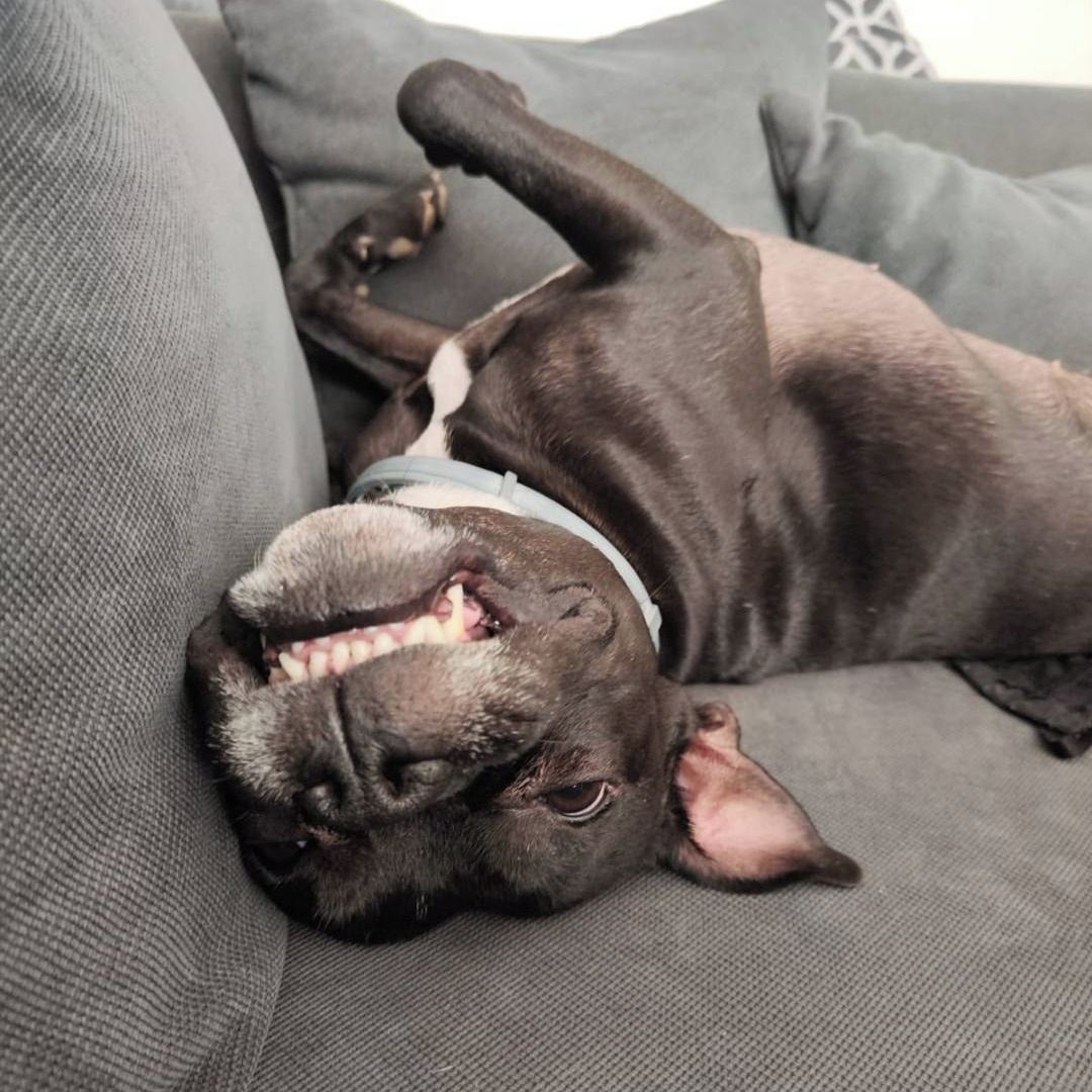 Soutěžní fotografie - Saminka,  Stafordšírský bullterier