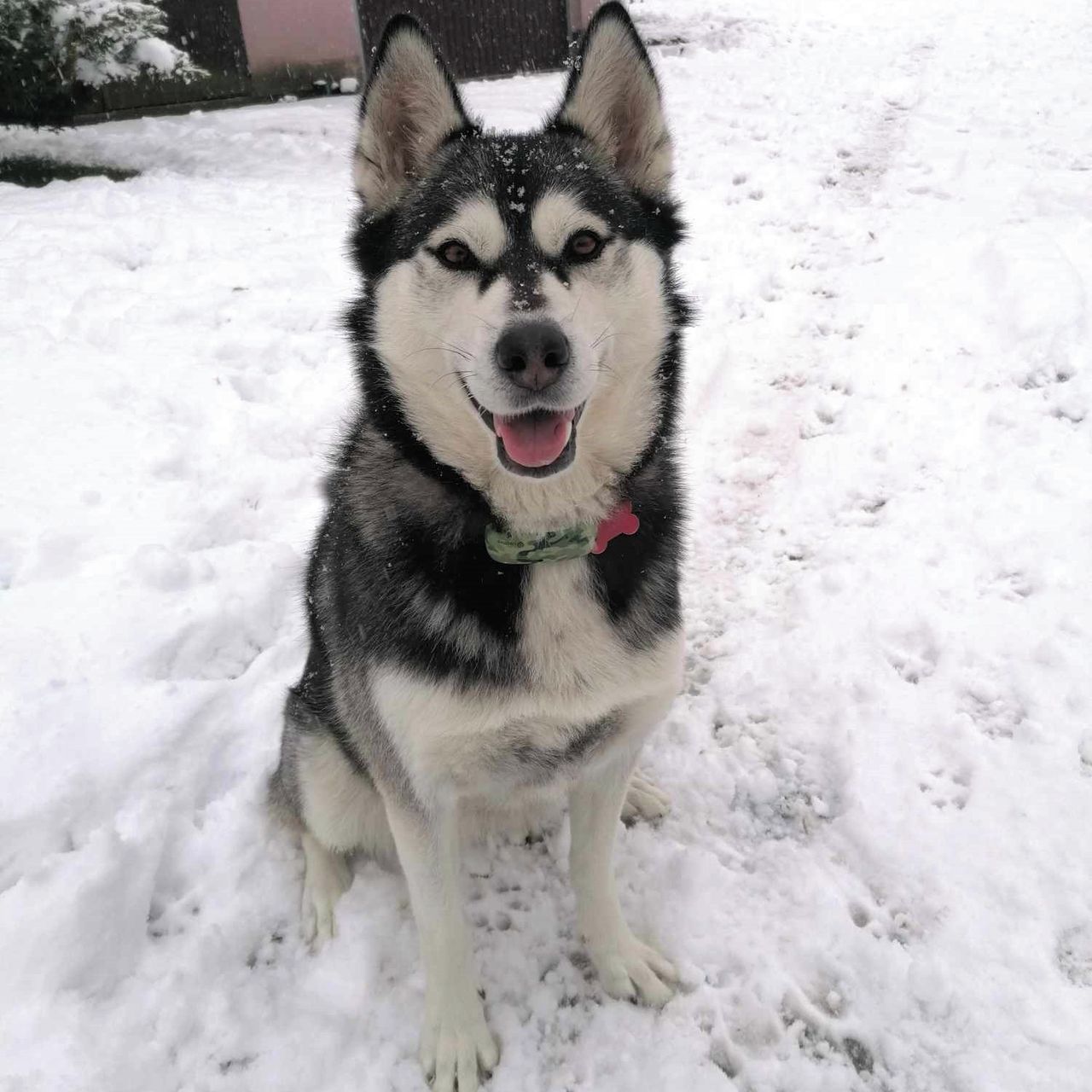 Soutěžní fotografie - Bary,  Sibiřský husky