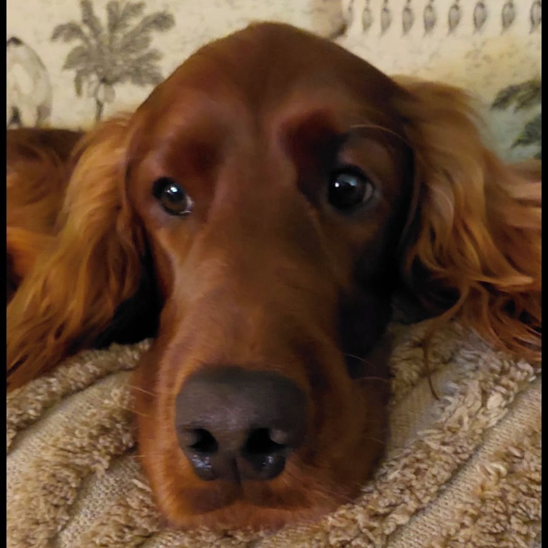 Soutěžní fotografie - Hektor,  Irský setr