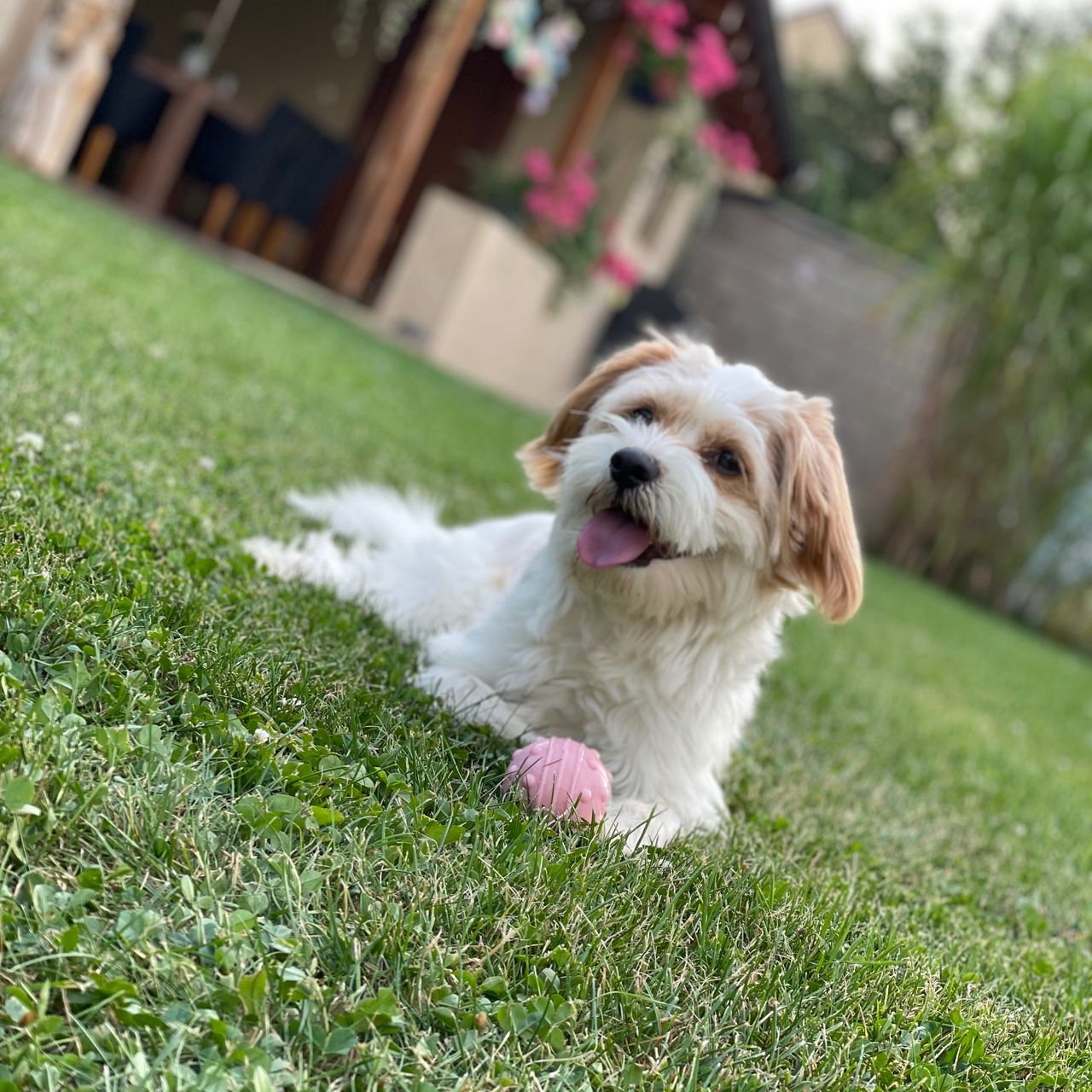 Soutěžní fotografie - Ted,  Ostatní