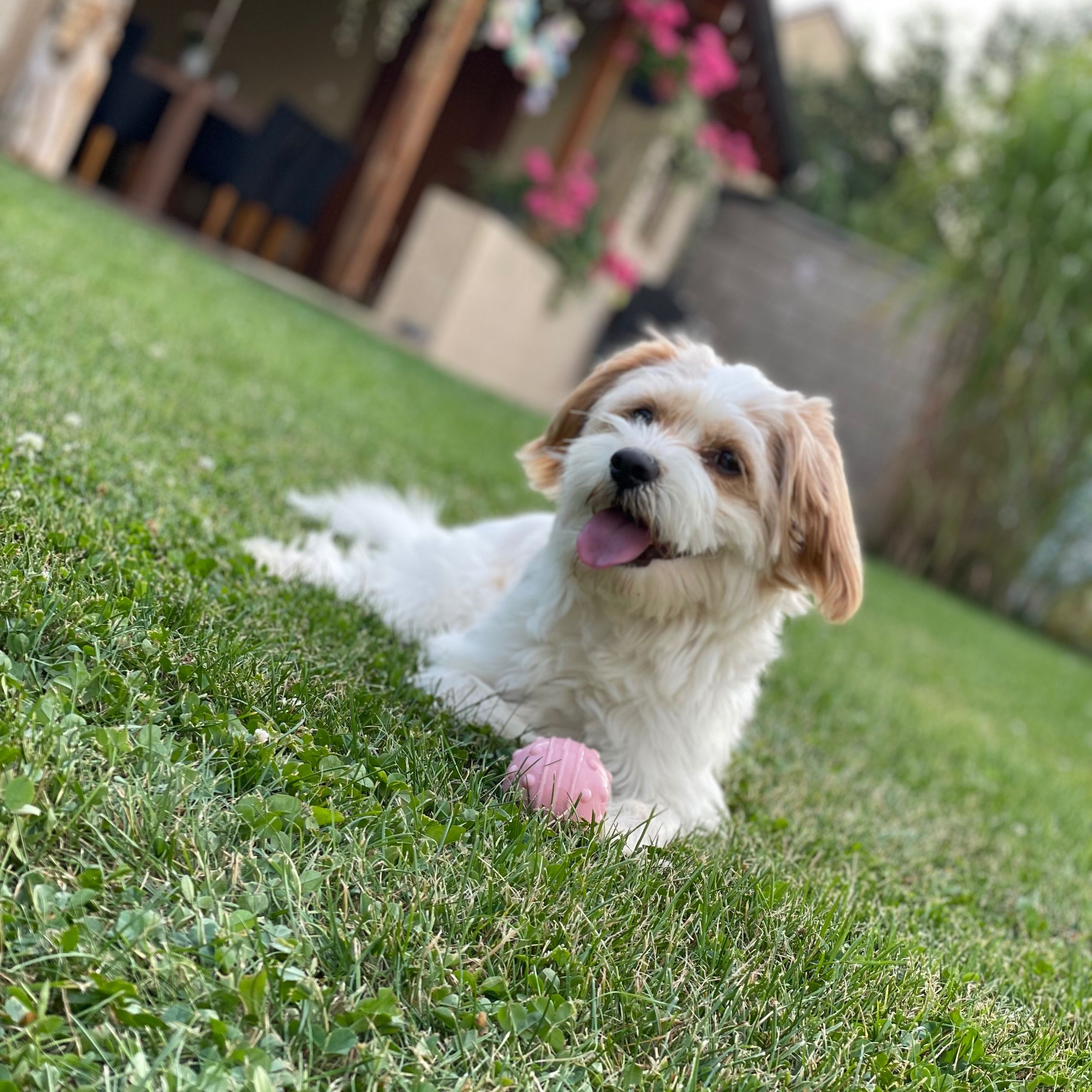 Soutěžní fotografie - Ted,  Ostatní