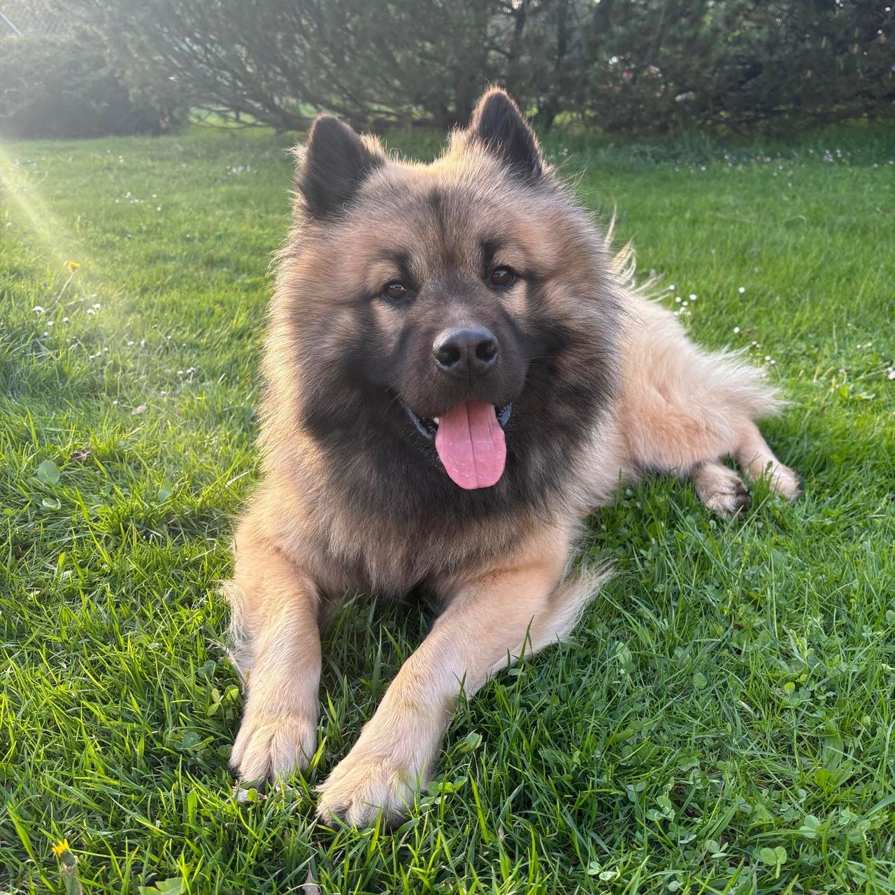 Soutěžní fotografie - Baloo,  Eurasier
