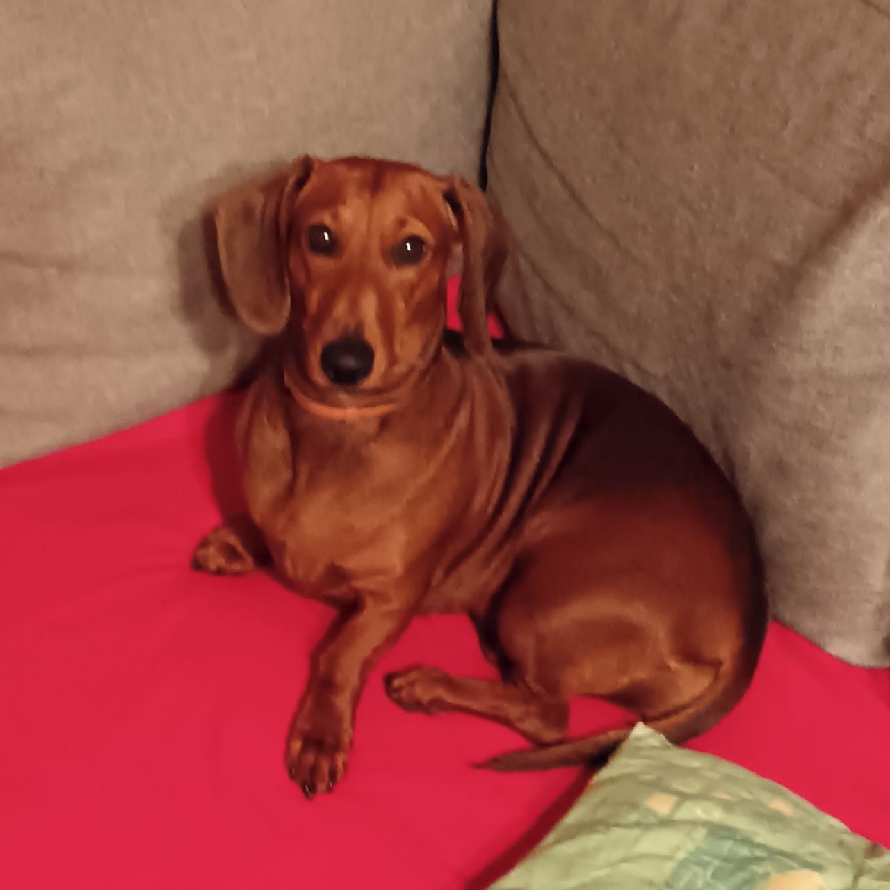 Soutěžní fotografie - Aria,  Jezevčík