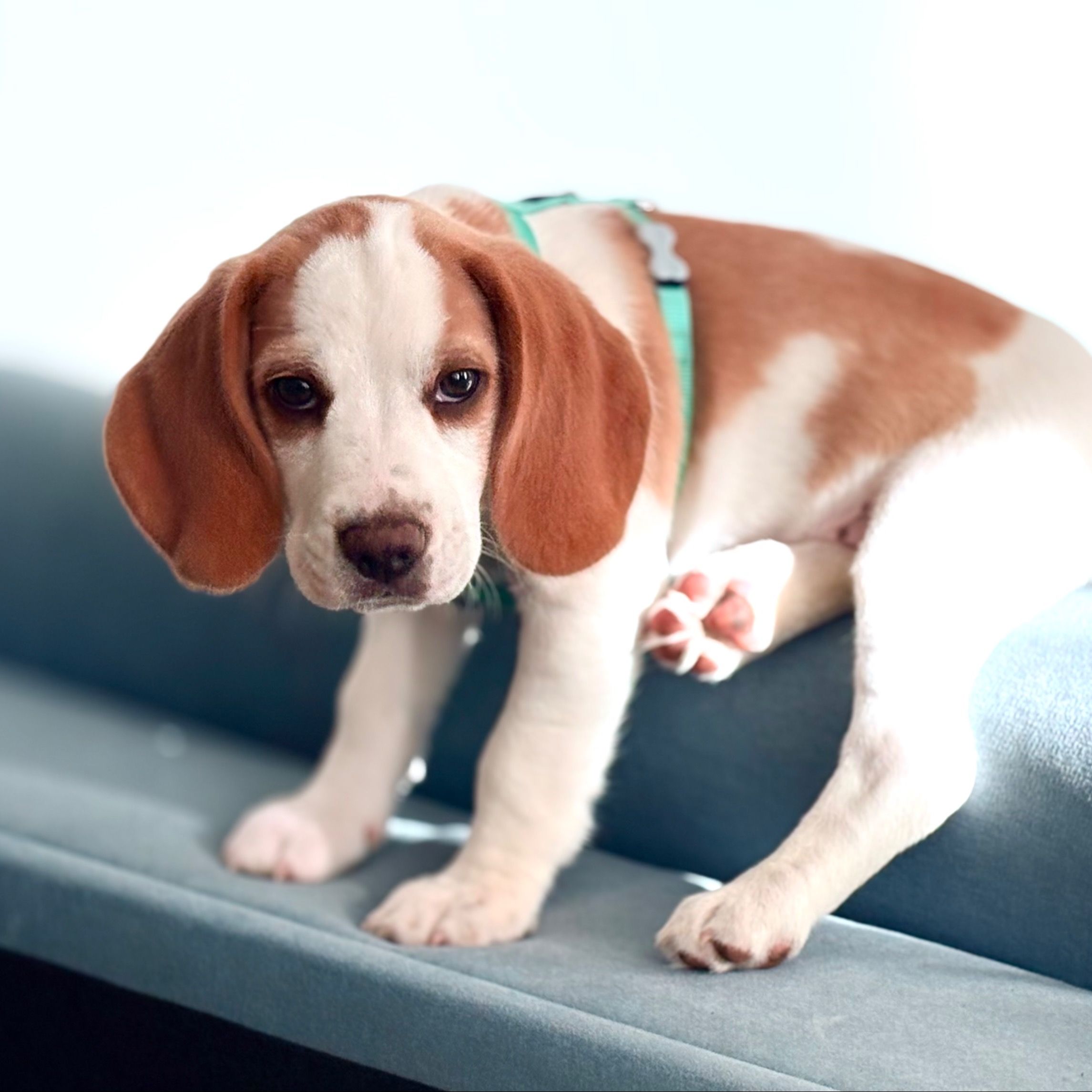 Soutěžní fotografie - Freddy,  Beagle