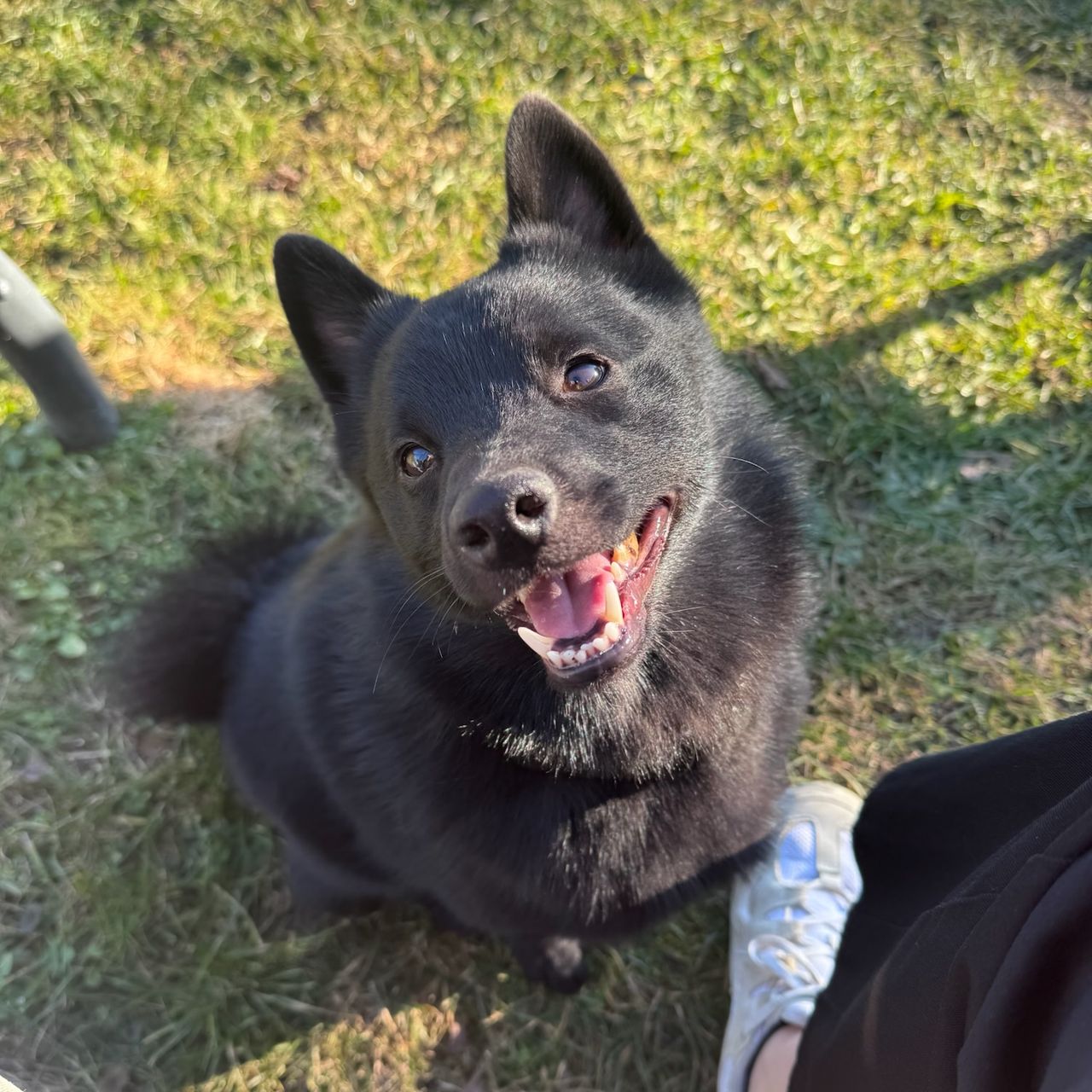 Soutěžní fotografie - Fino,  Šiperka