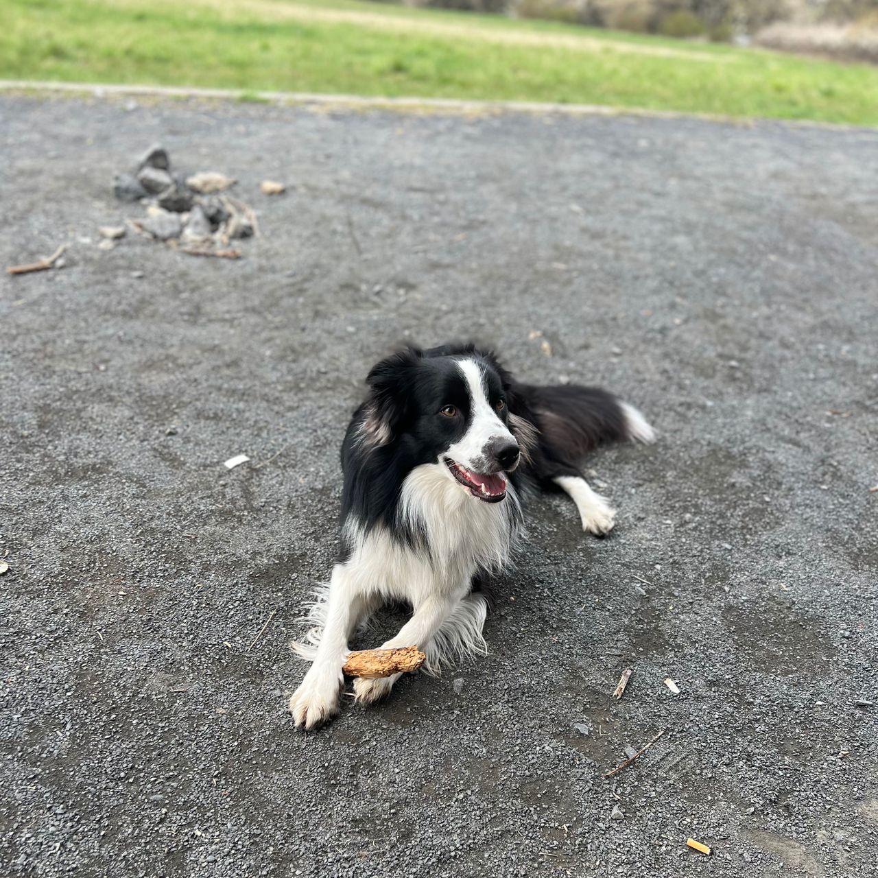 Soutěžní fotografie - Rocky,  Border kolie