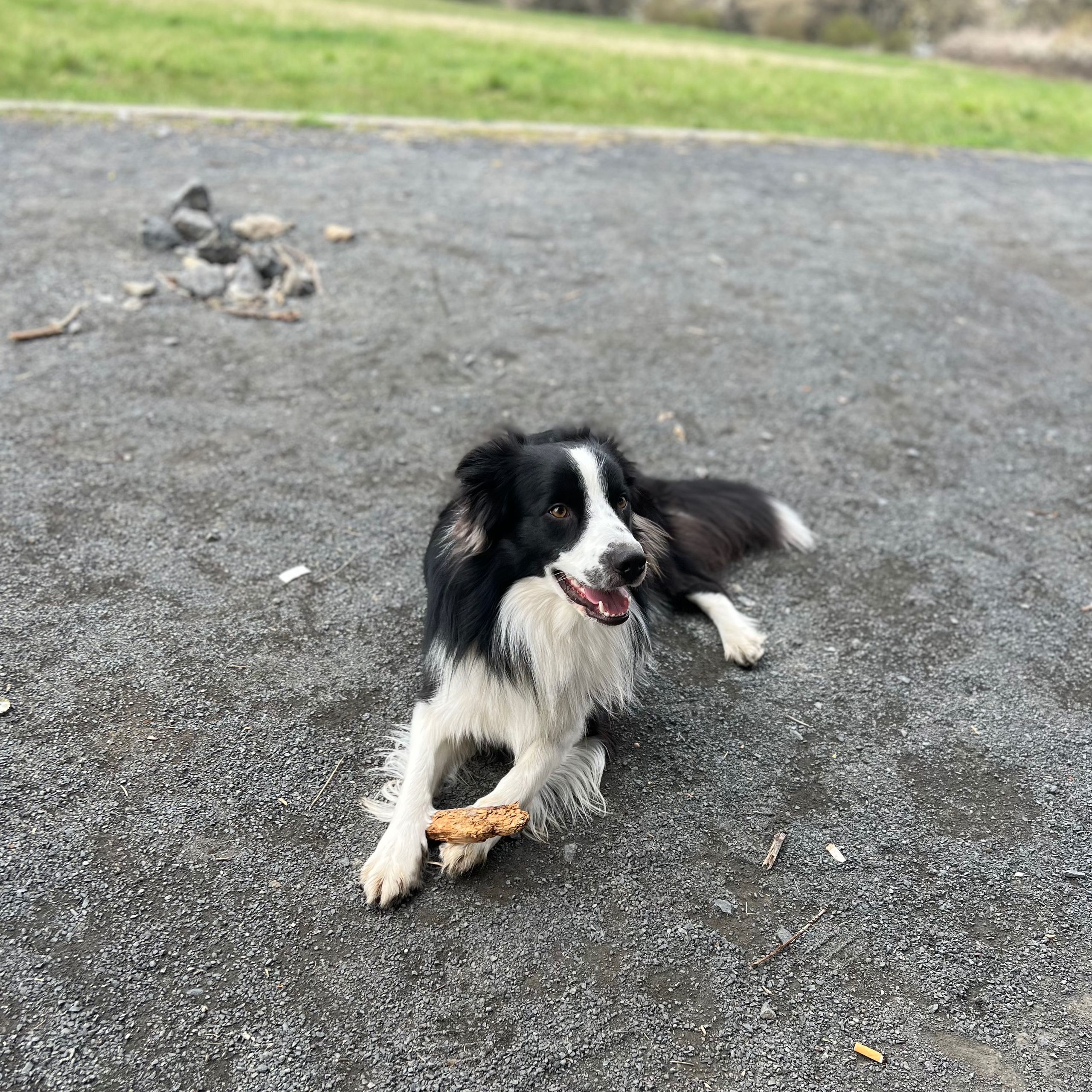 Soutěžní fotografie - Rocky,  Border kolie